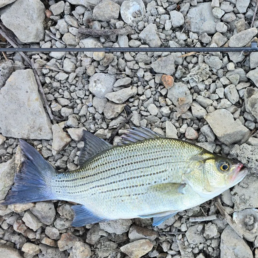 White bass caught on Fishbrain