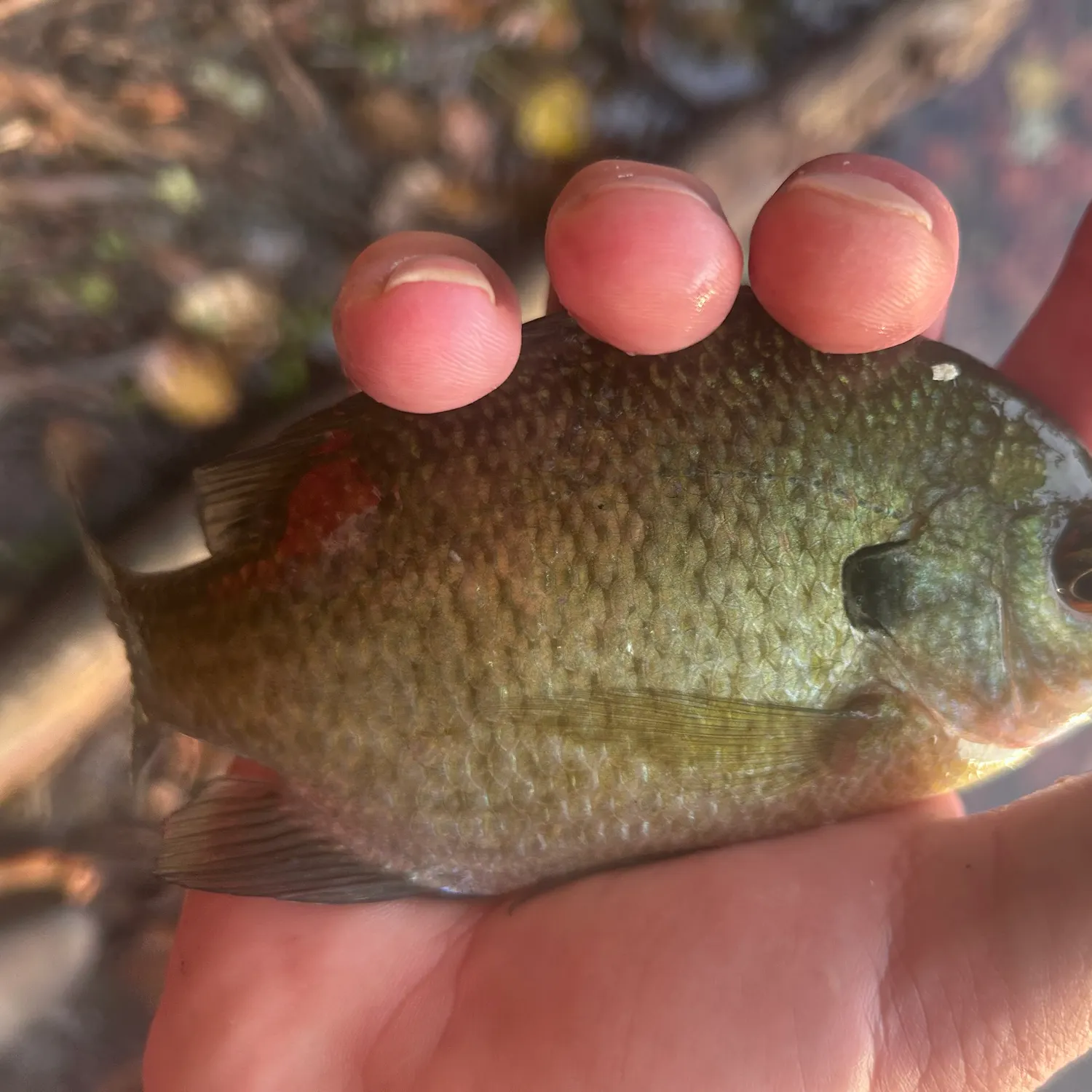 Bluegill caught on Fishbrain