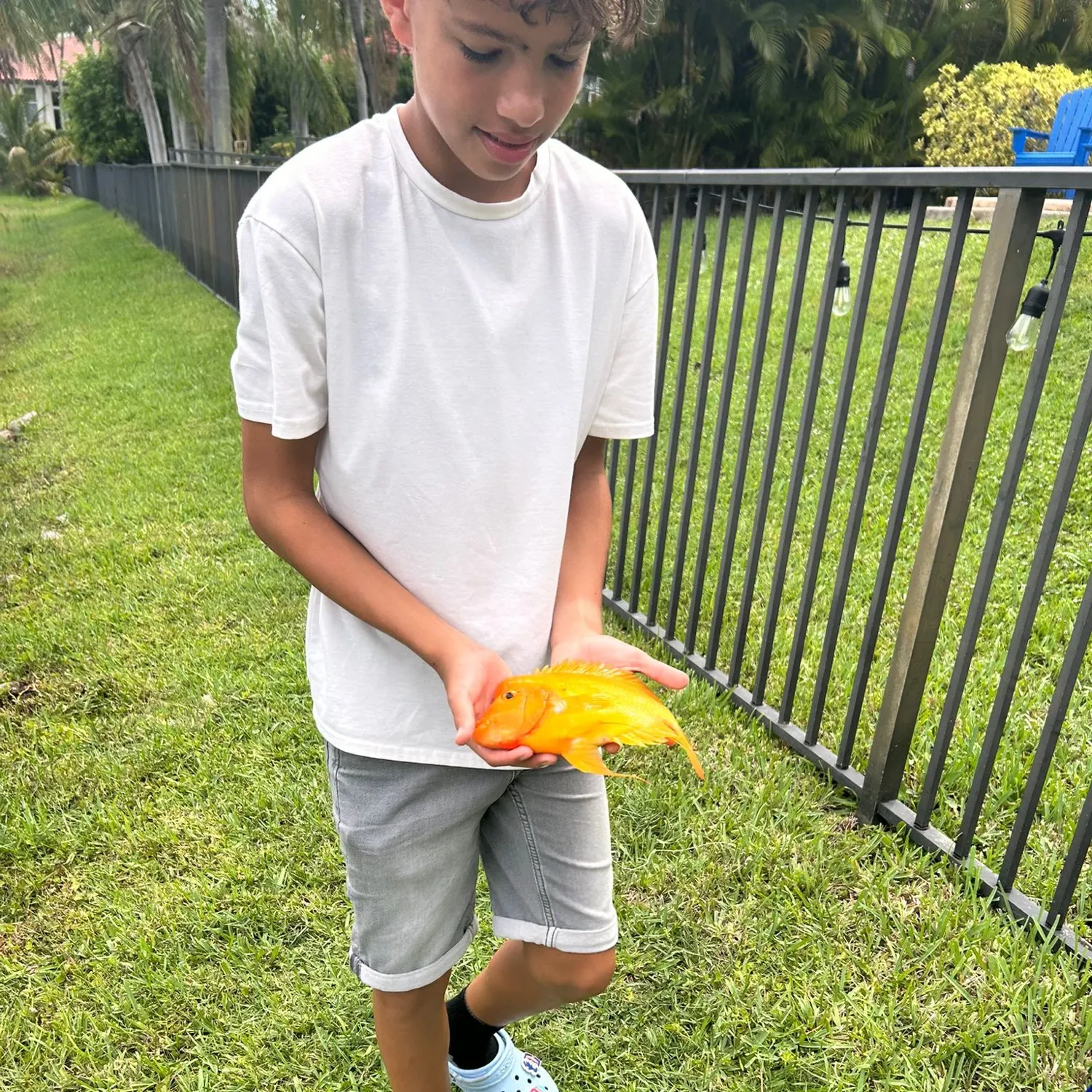 The most recent Midas cichlid catches on Fishbrain