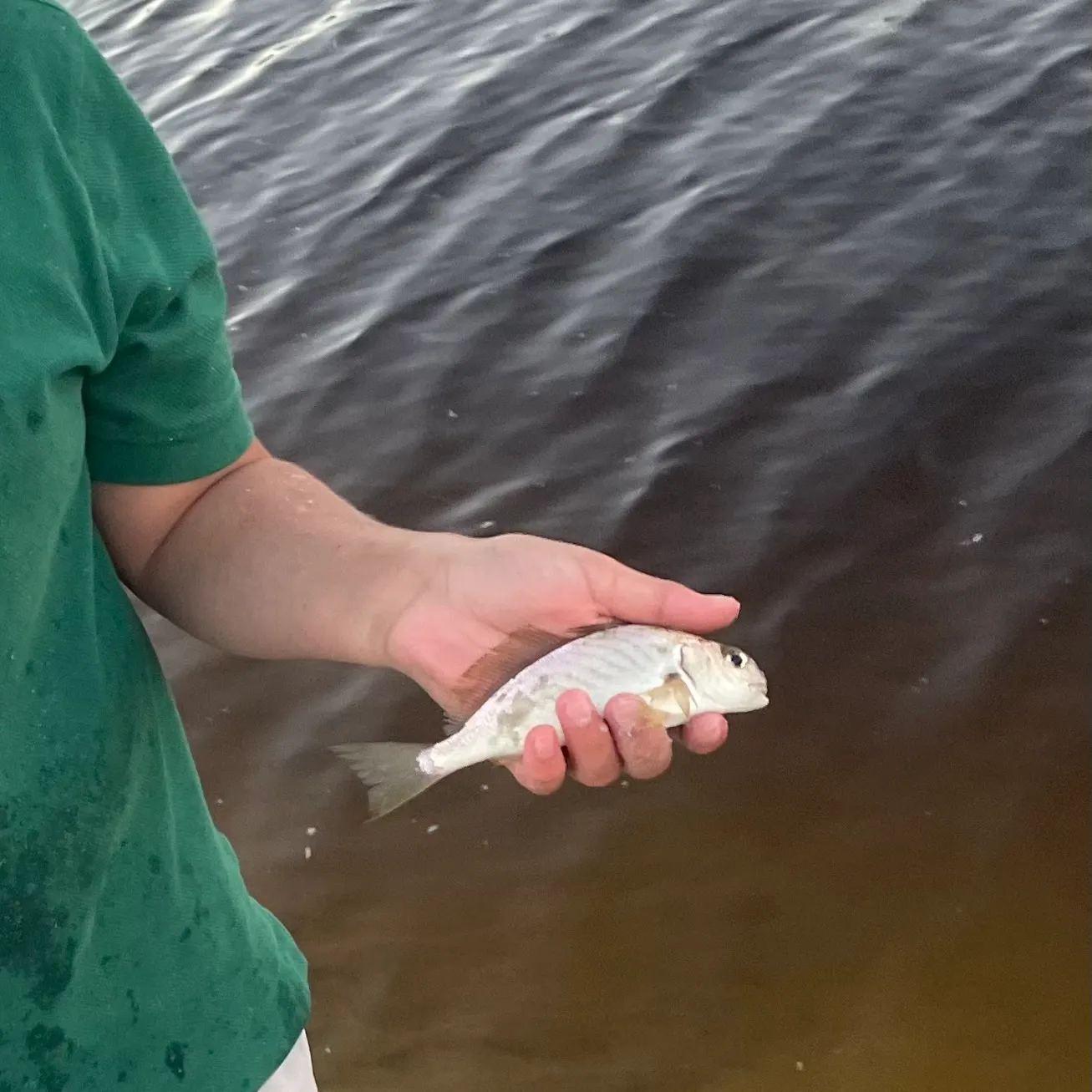 The most recent Atlantic croaker catches on Fishbrain