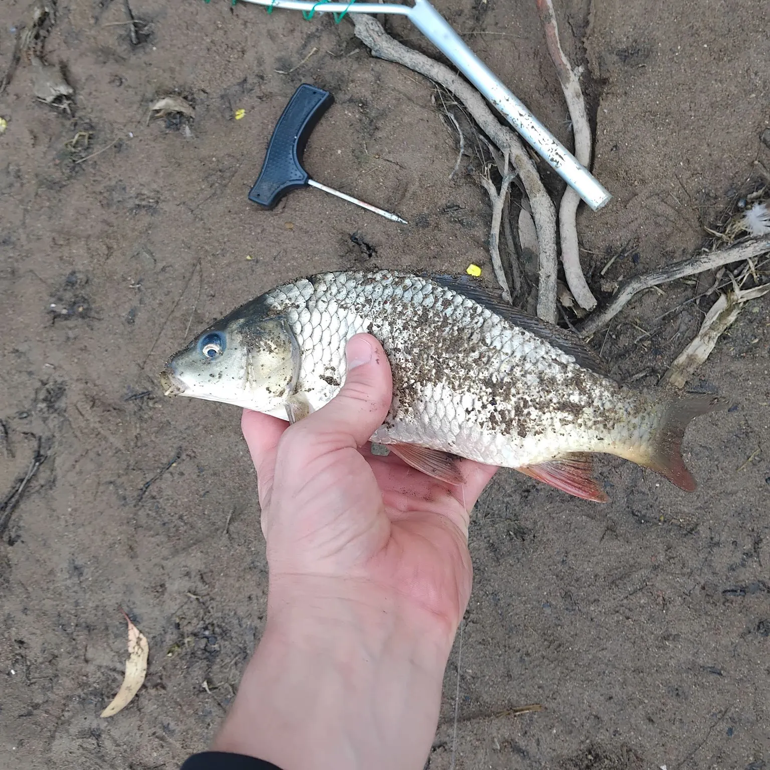 Common carp caught on Fishbrain