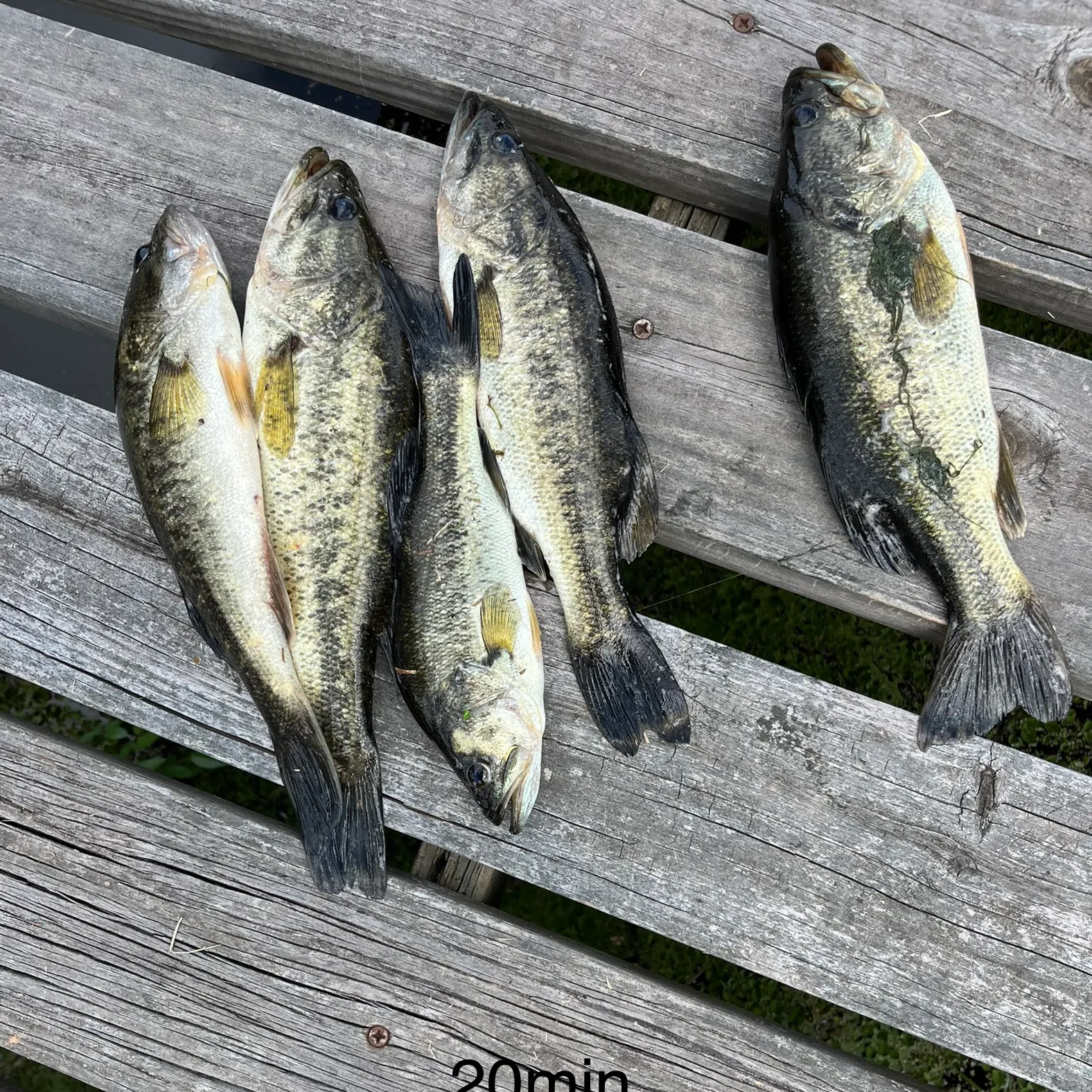 recently logged catches