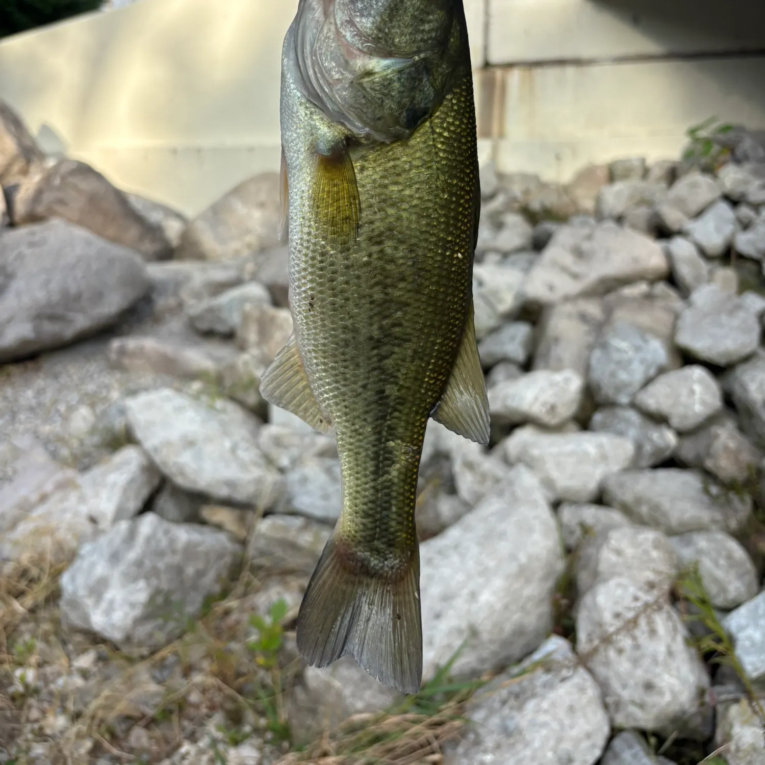 Fish caught on Fishbrain