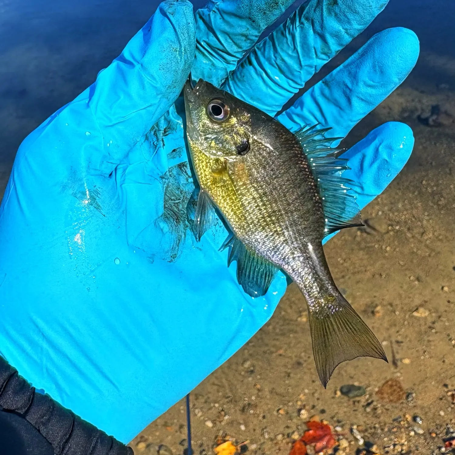 Bluegill caught on Fishbrain