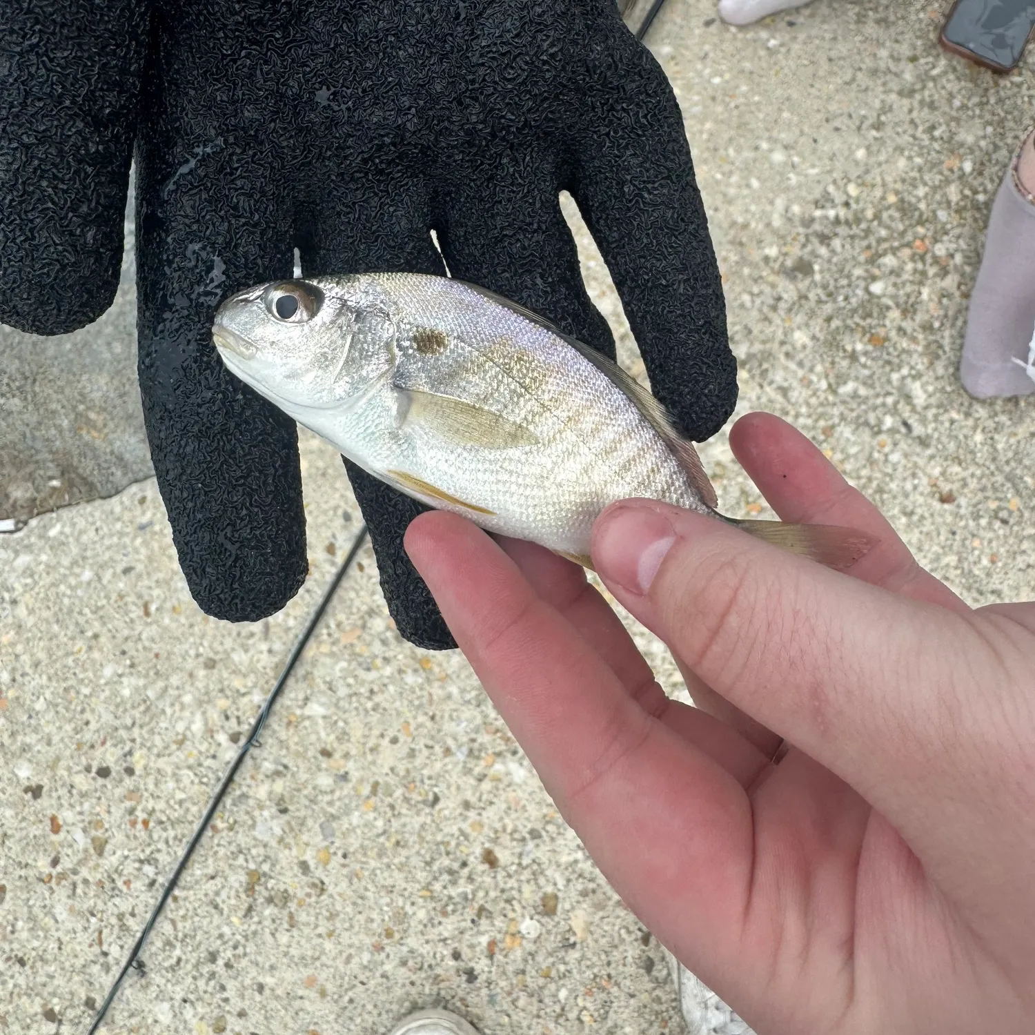 Spot croaker caught on Fishbrain