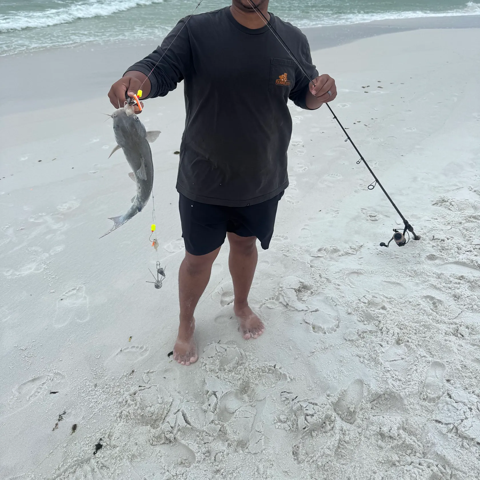 Hardhead sea catfish caught on Fishbrain