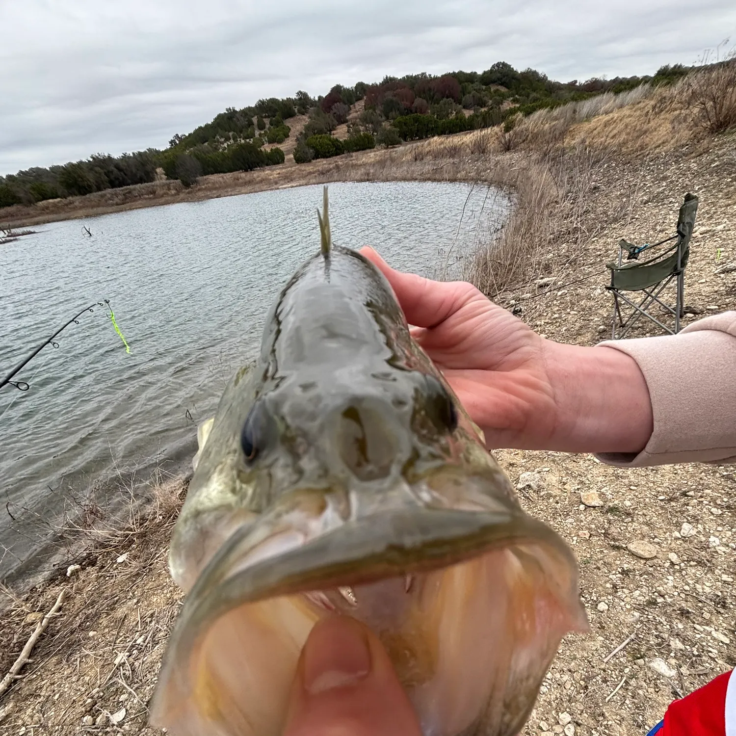 The most recent Alligator gar catches on Fishbrain