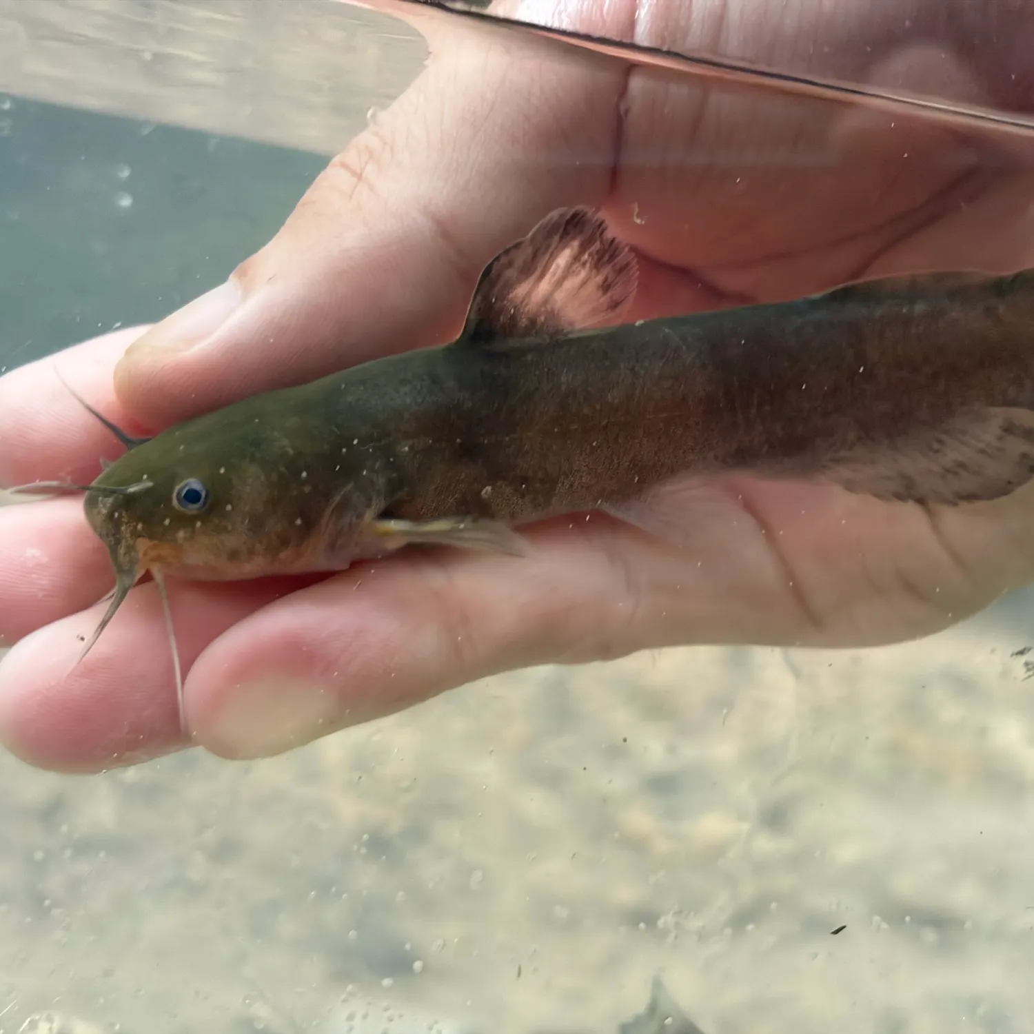 The most recent Brown madtom catches on Fishbrain