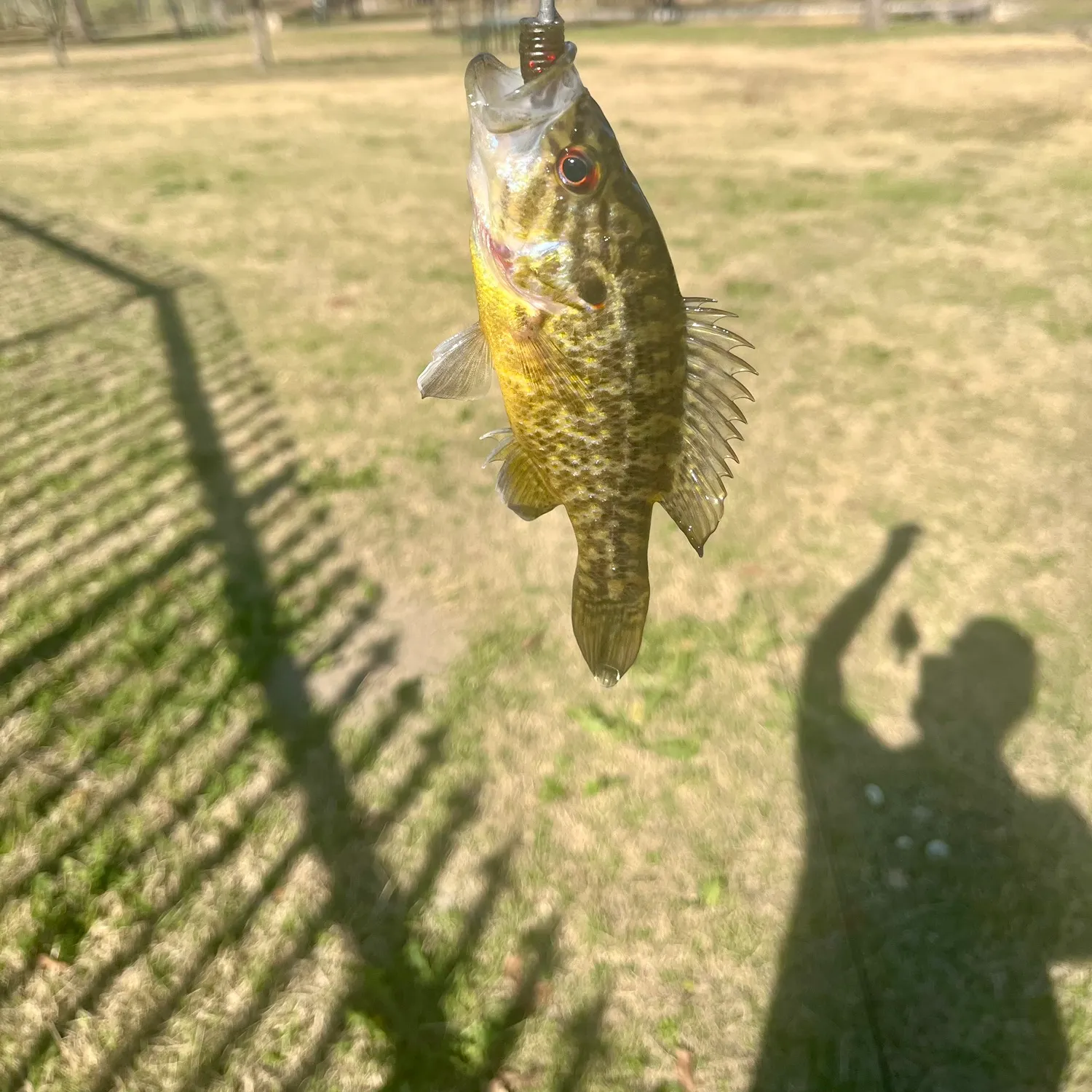 The most recent Warmouth catches on Fishbrain