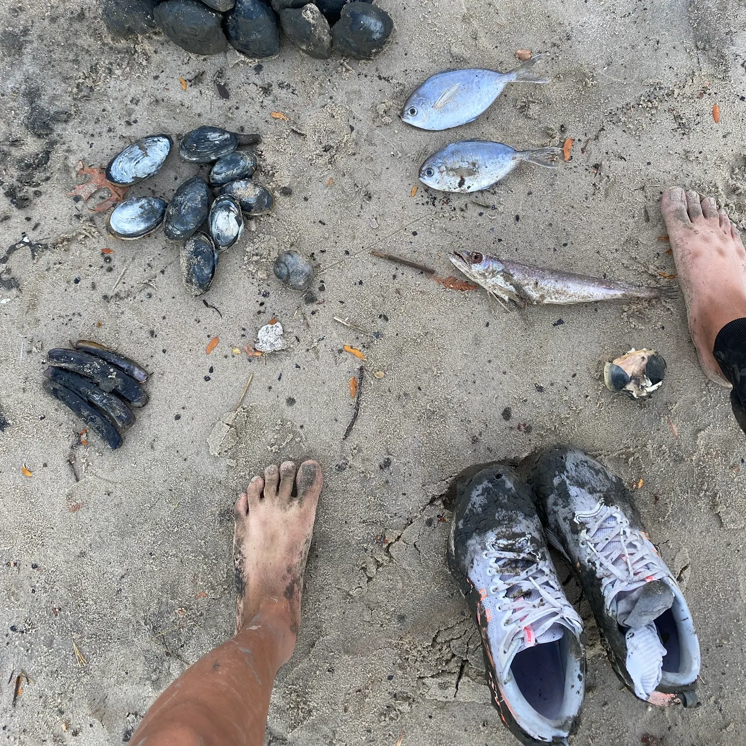 The most recent American butterfish catches on Fishbrain