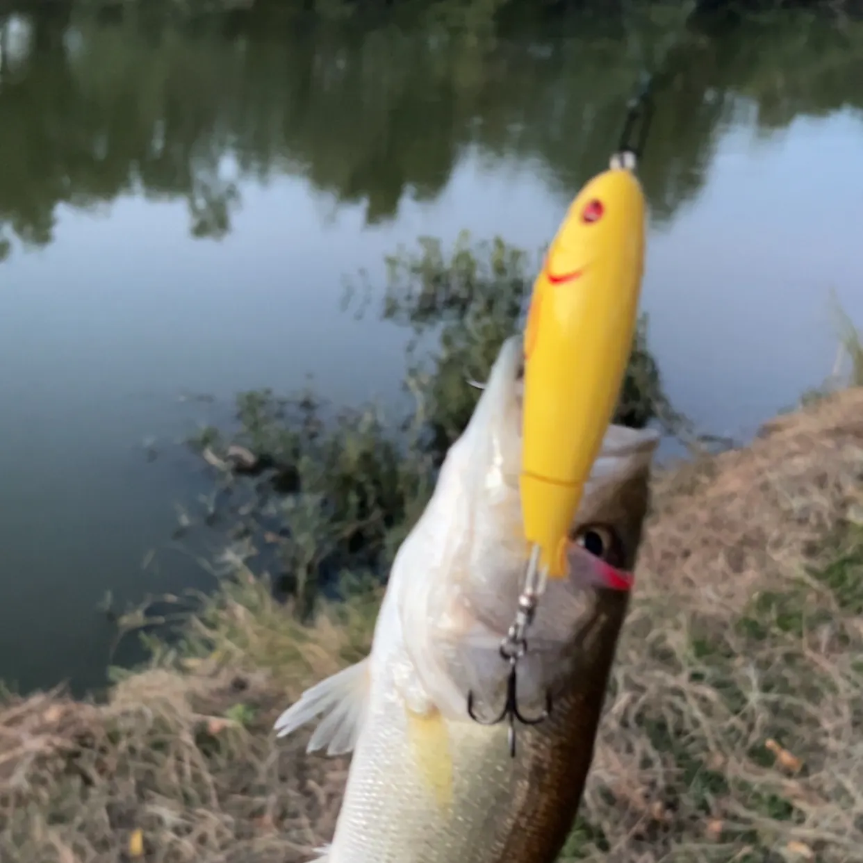 Largemouth bass caught on Fishbrain