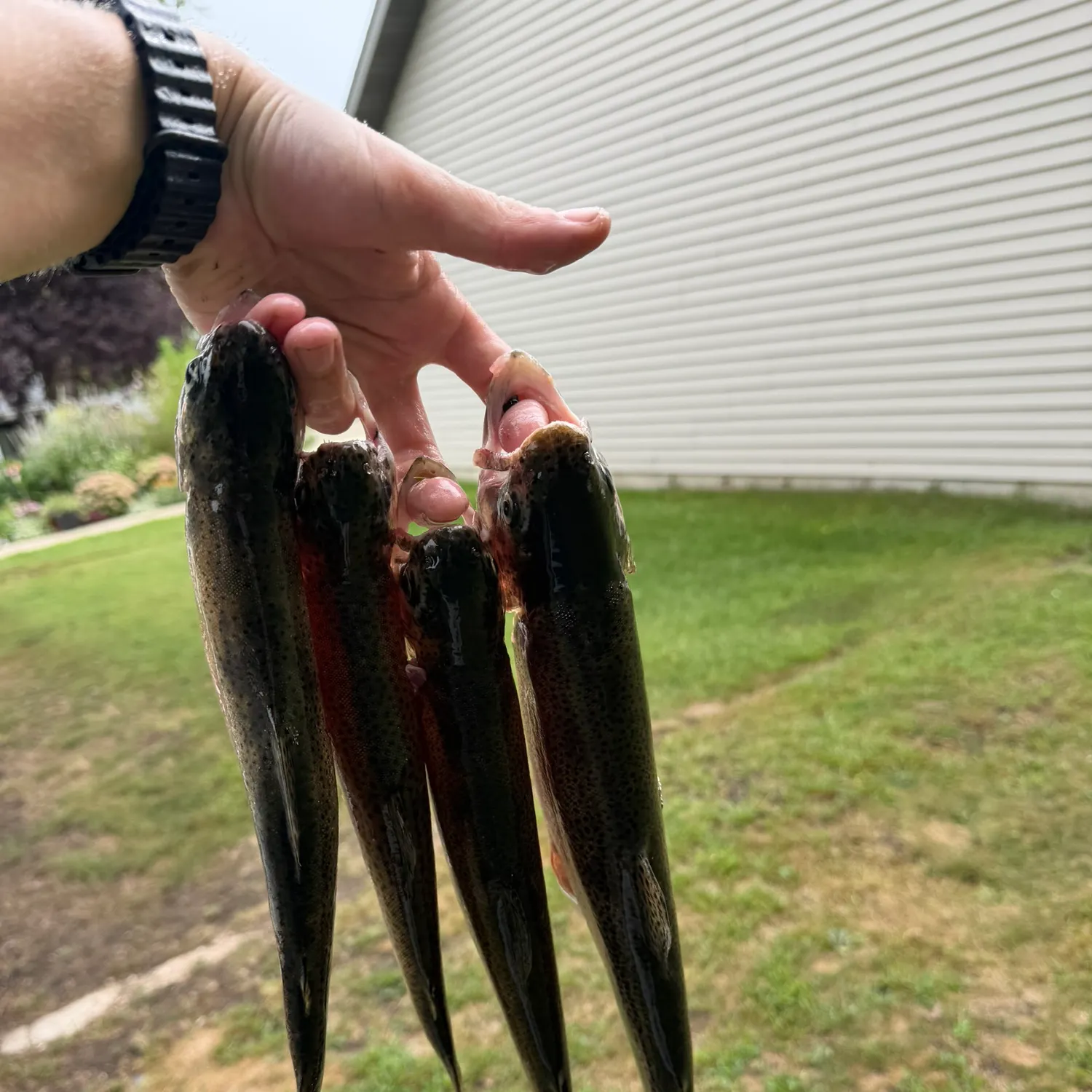 Rainbow trout caught on Fishbrain