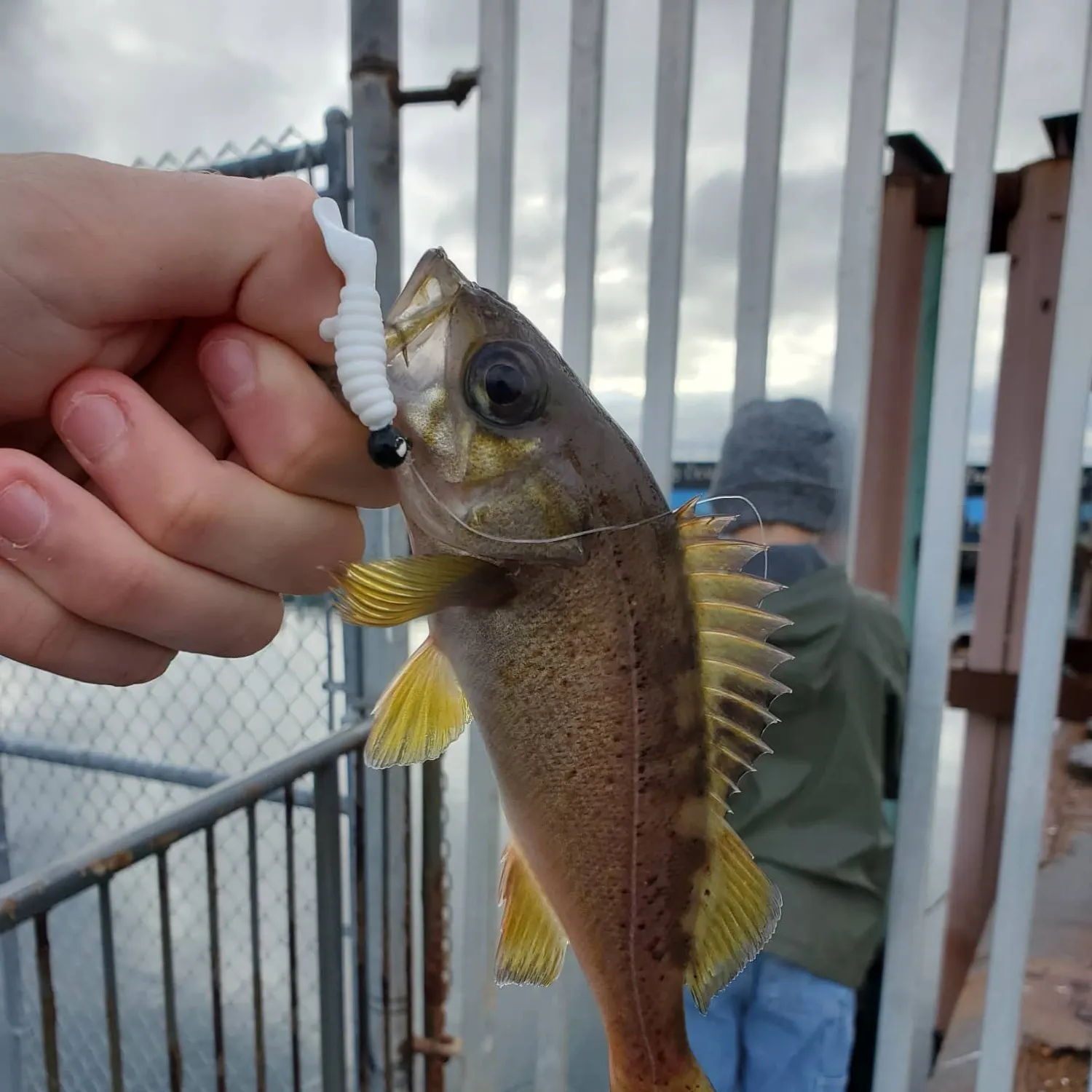 Yellowtail rockfish caught on Fishbrain