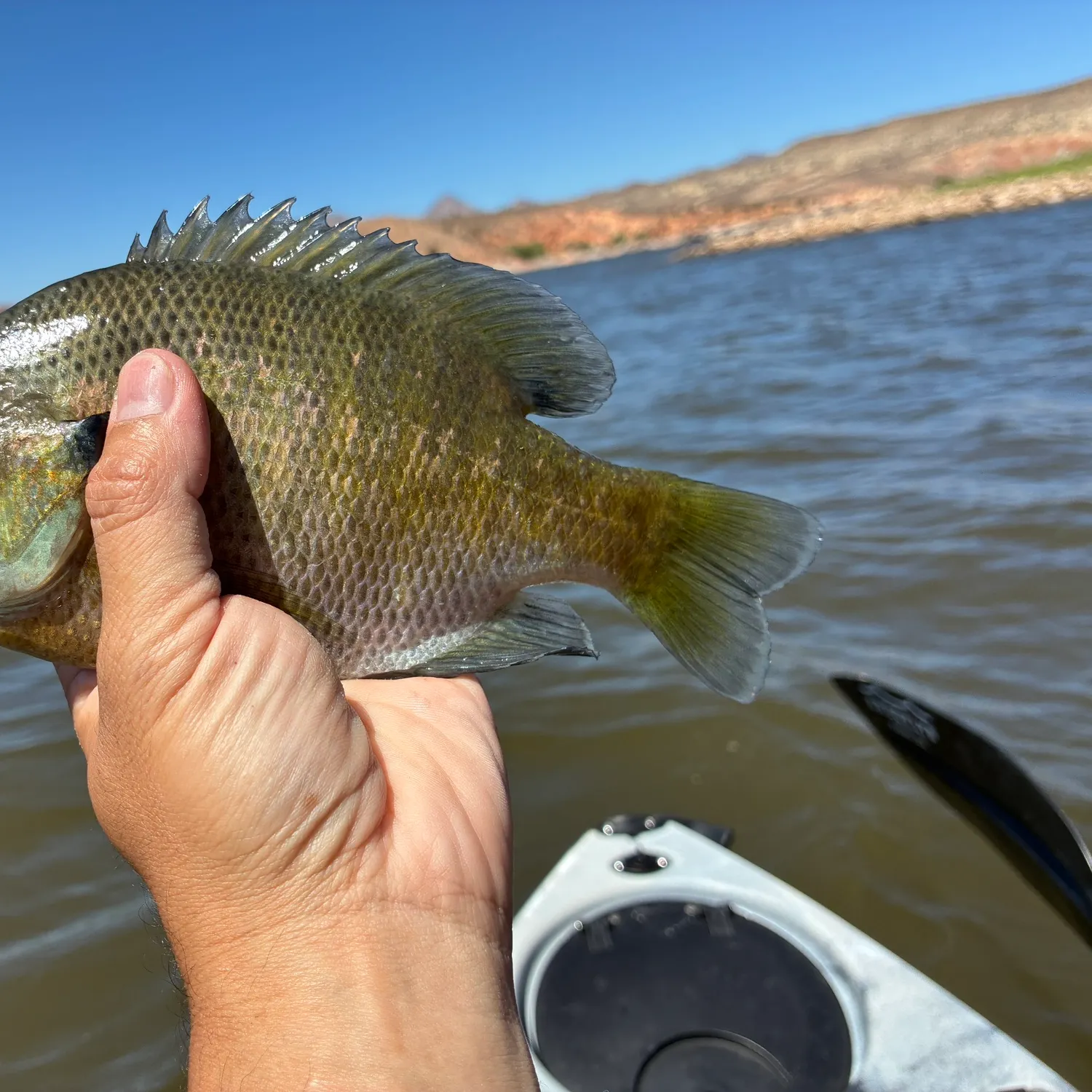 Bluegill caught on Fishbrain