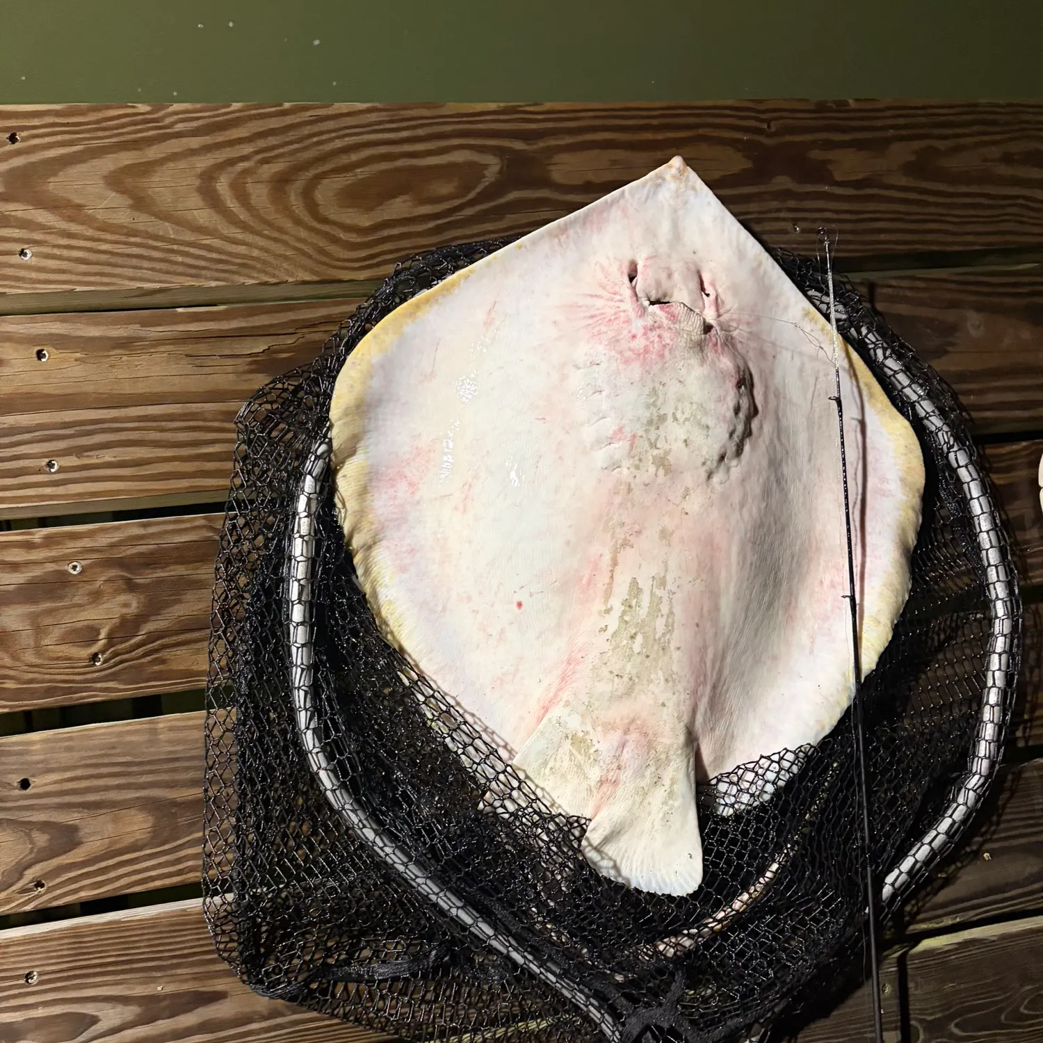 The most recent Sharpnose stingray catches on Fishbrain