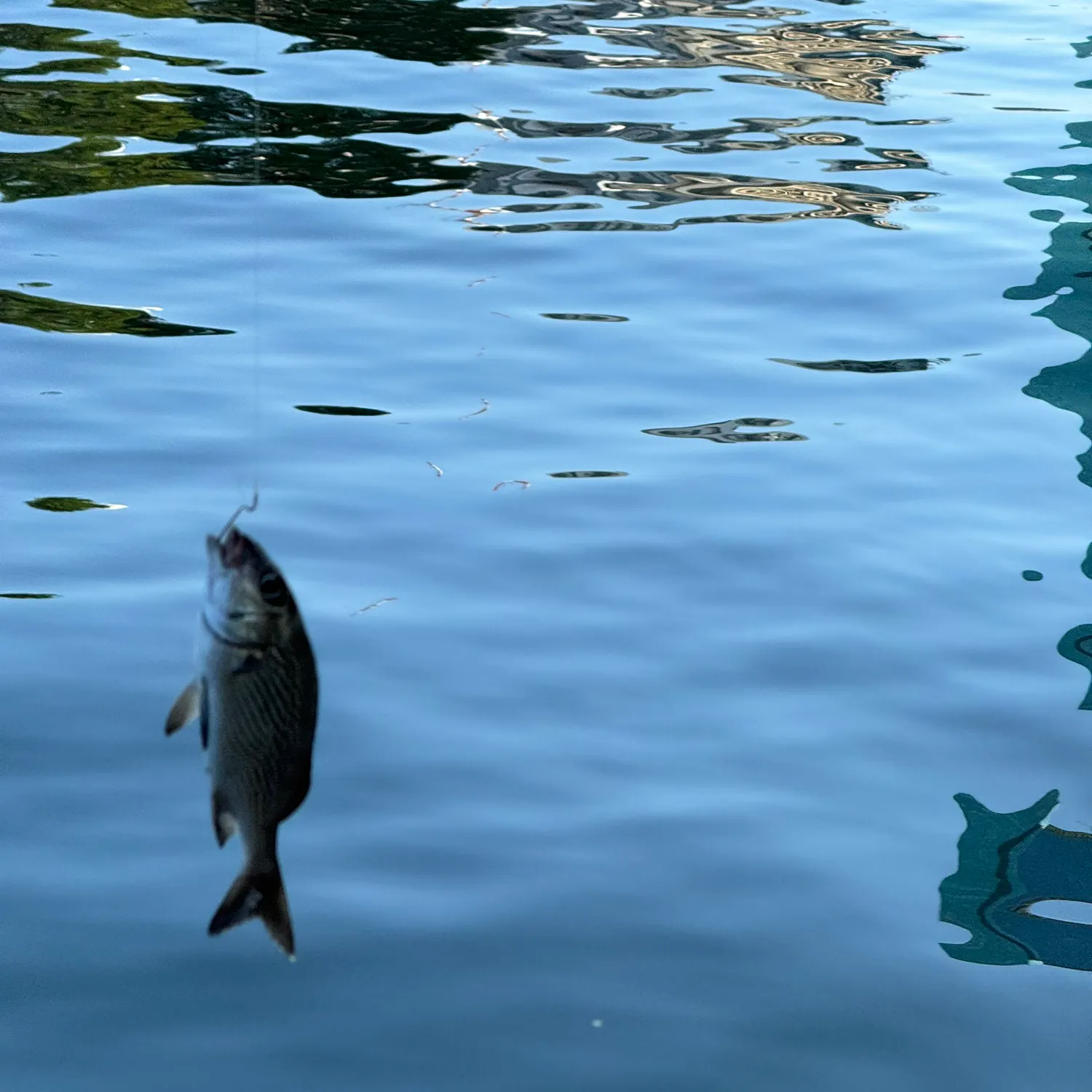 The most recent Sailor's choice grunt catches on Fishbrain