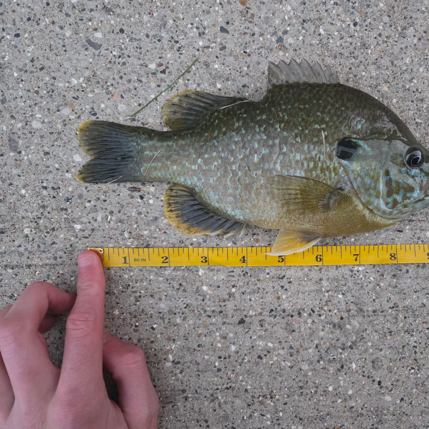 Bluegill caught on Fishbrain