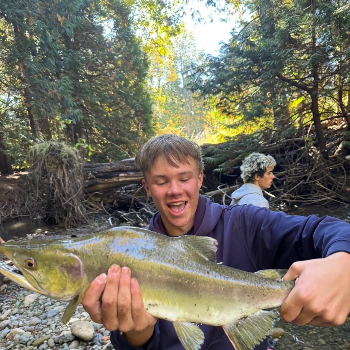 Pink salmon caught on Fishbrain