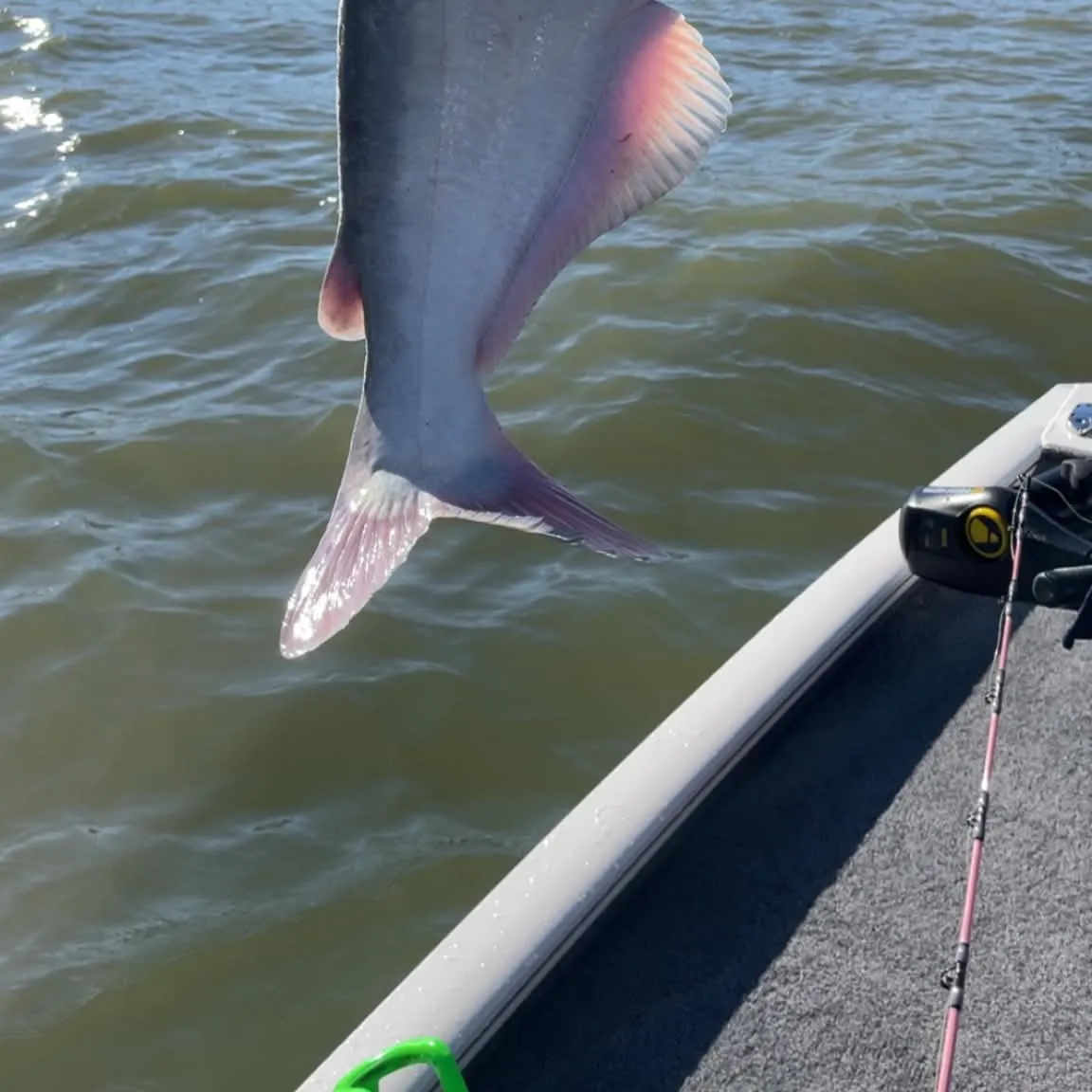 Blue catfish caught on Fishbrain