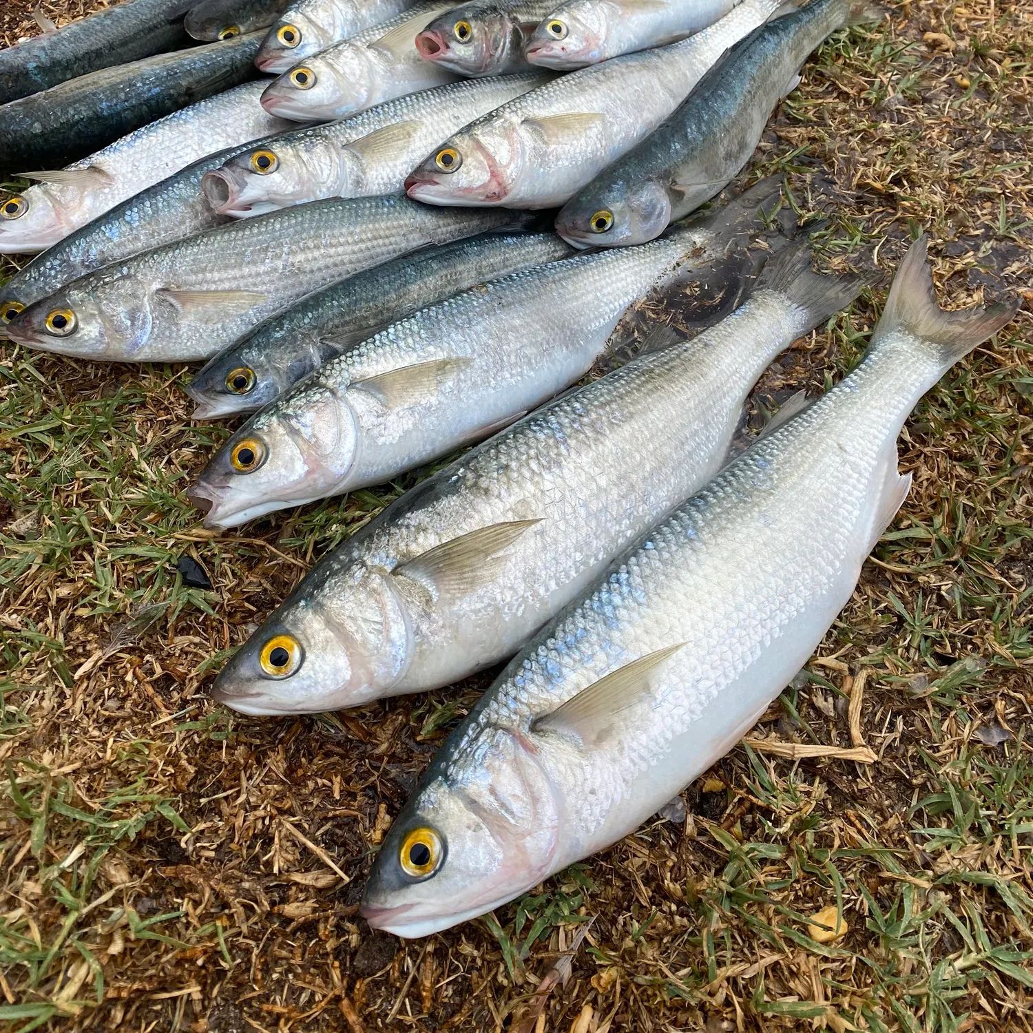 The most popular recent Yellow-eye mullet catch on Fishbrain