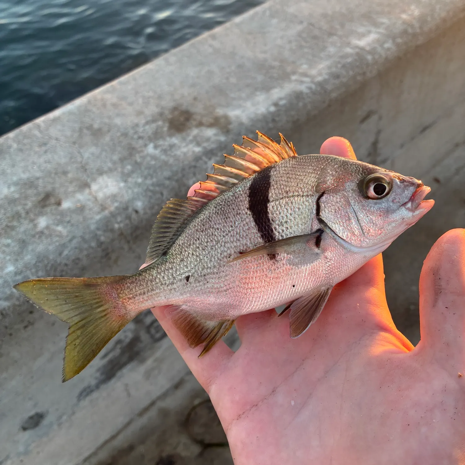 The most recent Sargo catches on Fishbrain