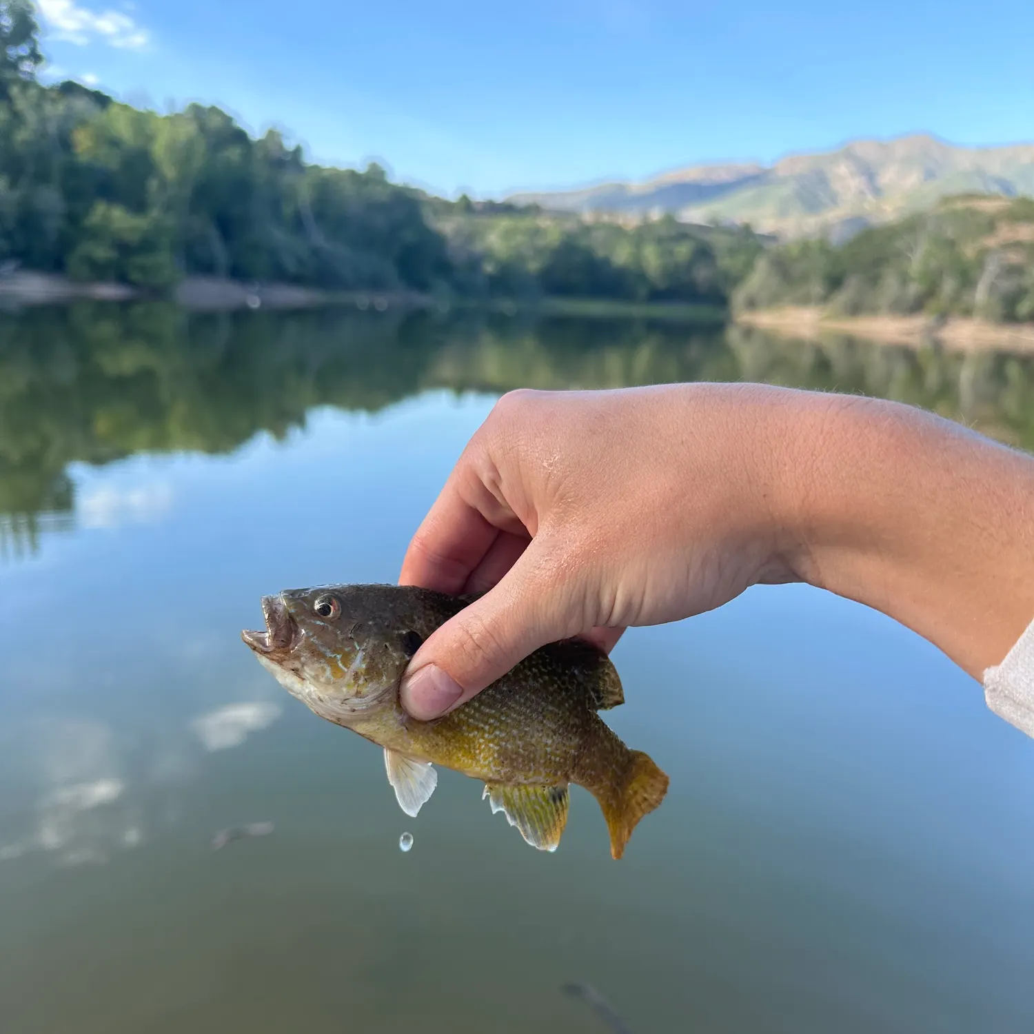 Greengill hybrid caught on Fishbrain