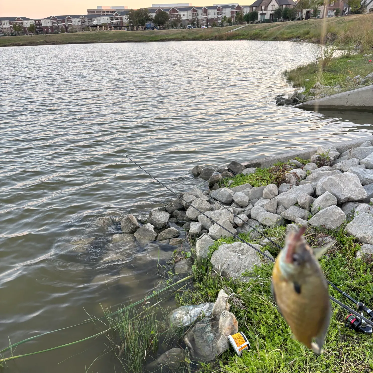 Fish caught on Fishbrain