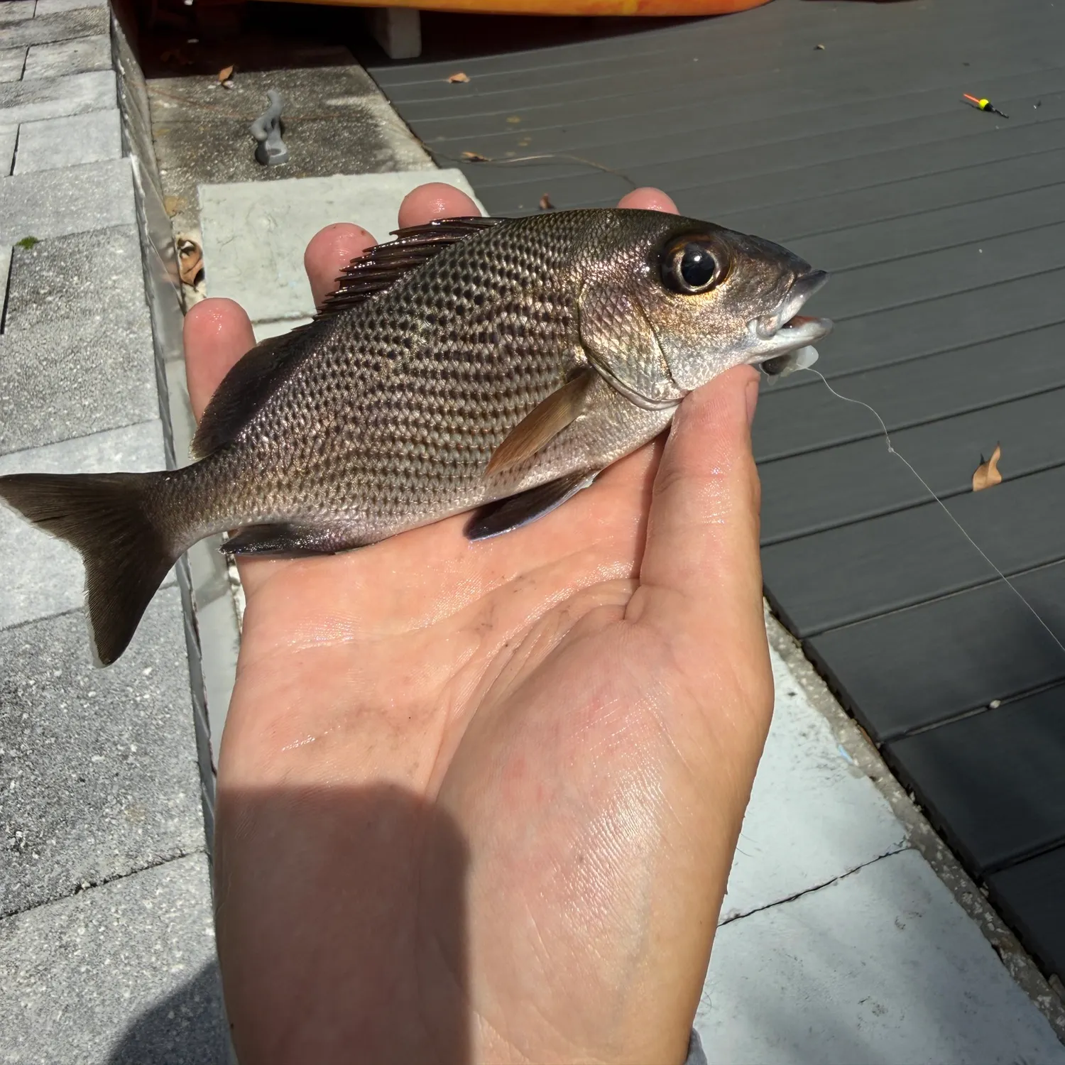 The most recent Sailor's choice grunt catches on Fishbrain