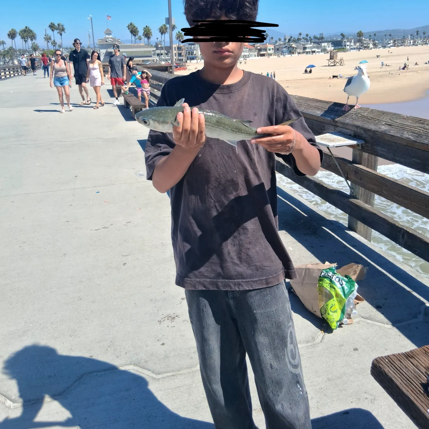 Striped mullet caught on Fishbrain