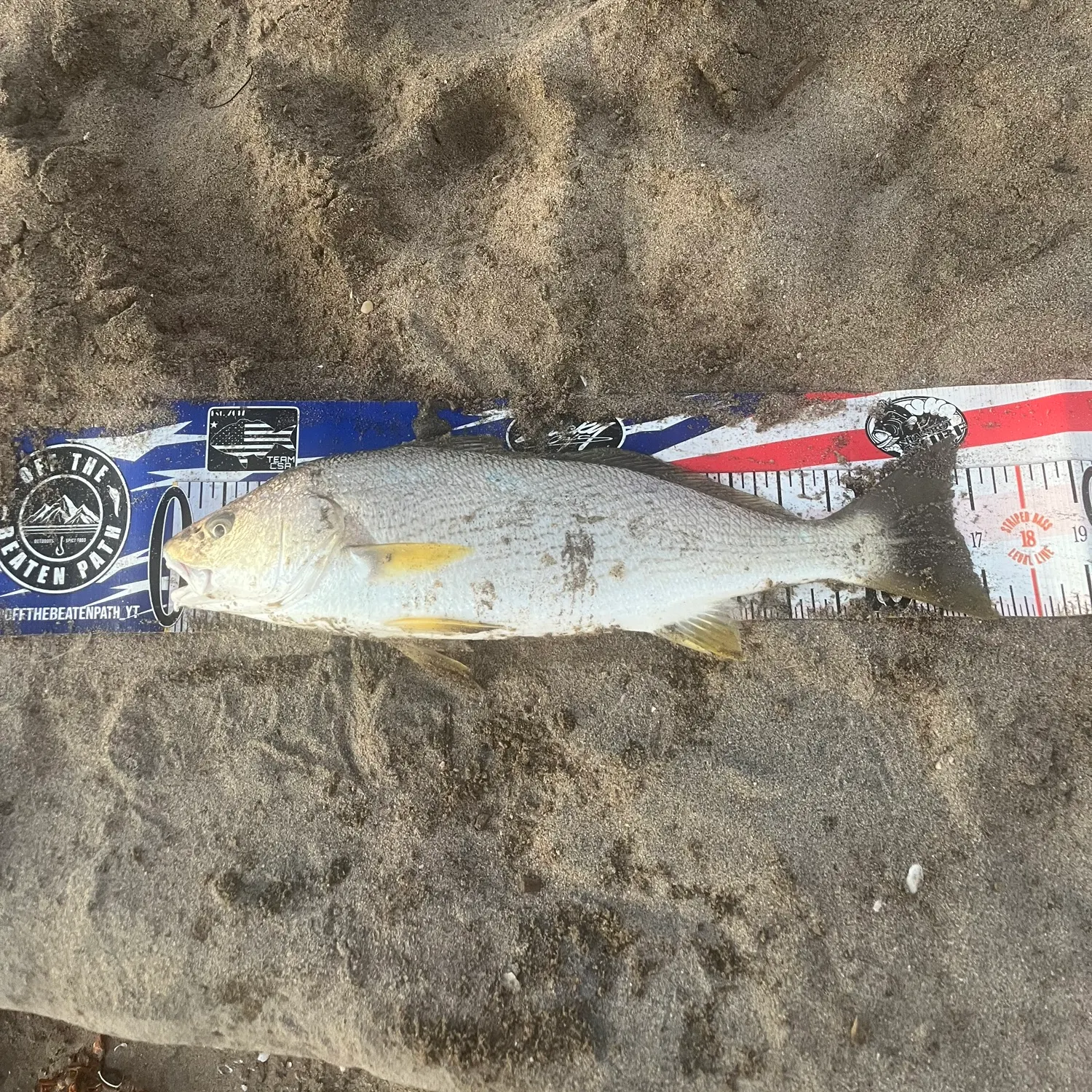 Yellowfin croaker caught on Fishbrain