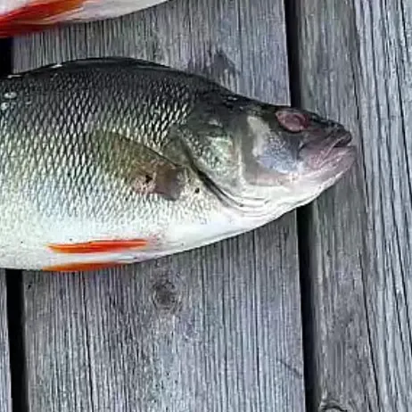European perch caught on Fishbrain
