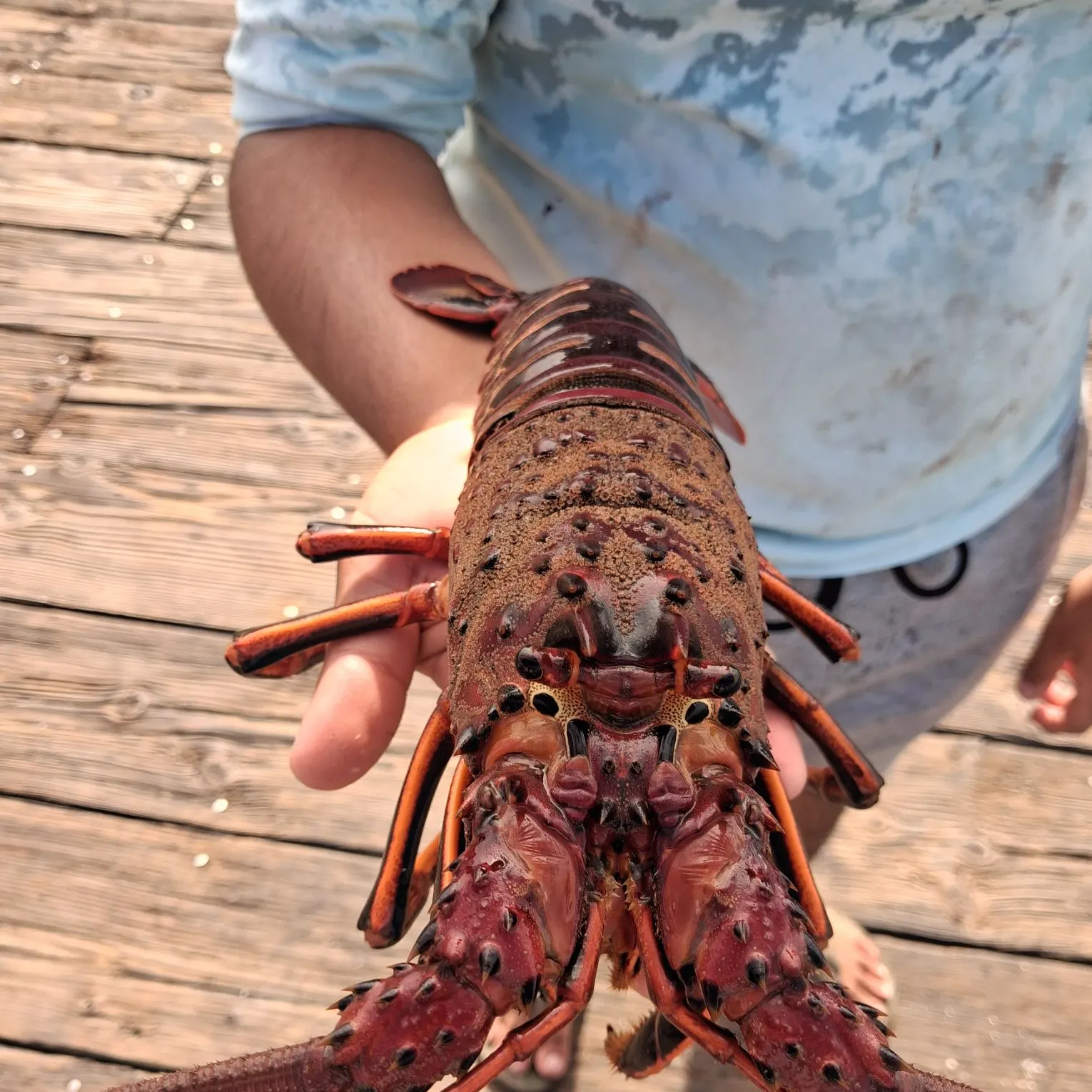 The most recent California spiny lobster catches on Fishbrain
