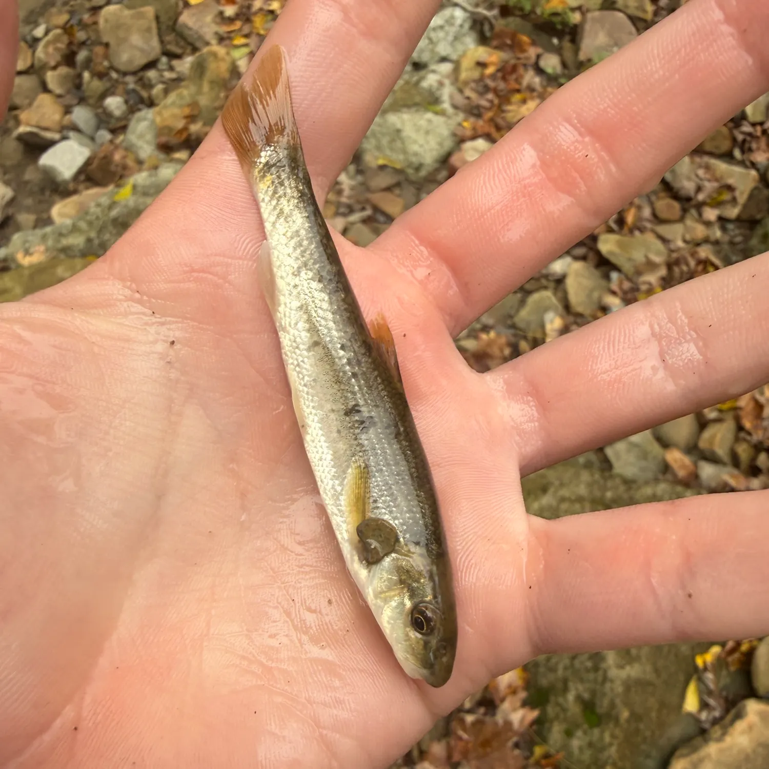 The most recent Central stoneroller catches on Fishbrain