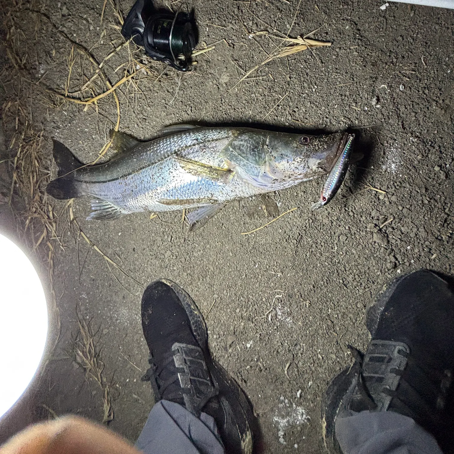 The most recent White snook catches on Fishbrain