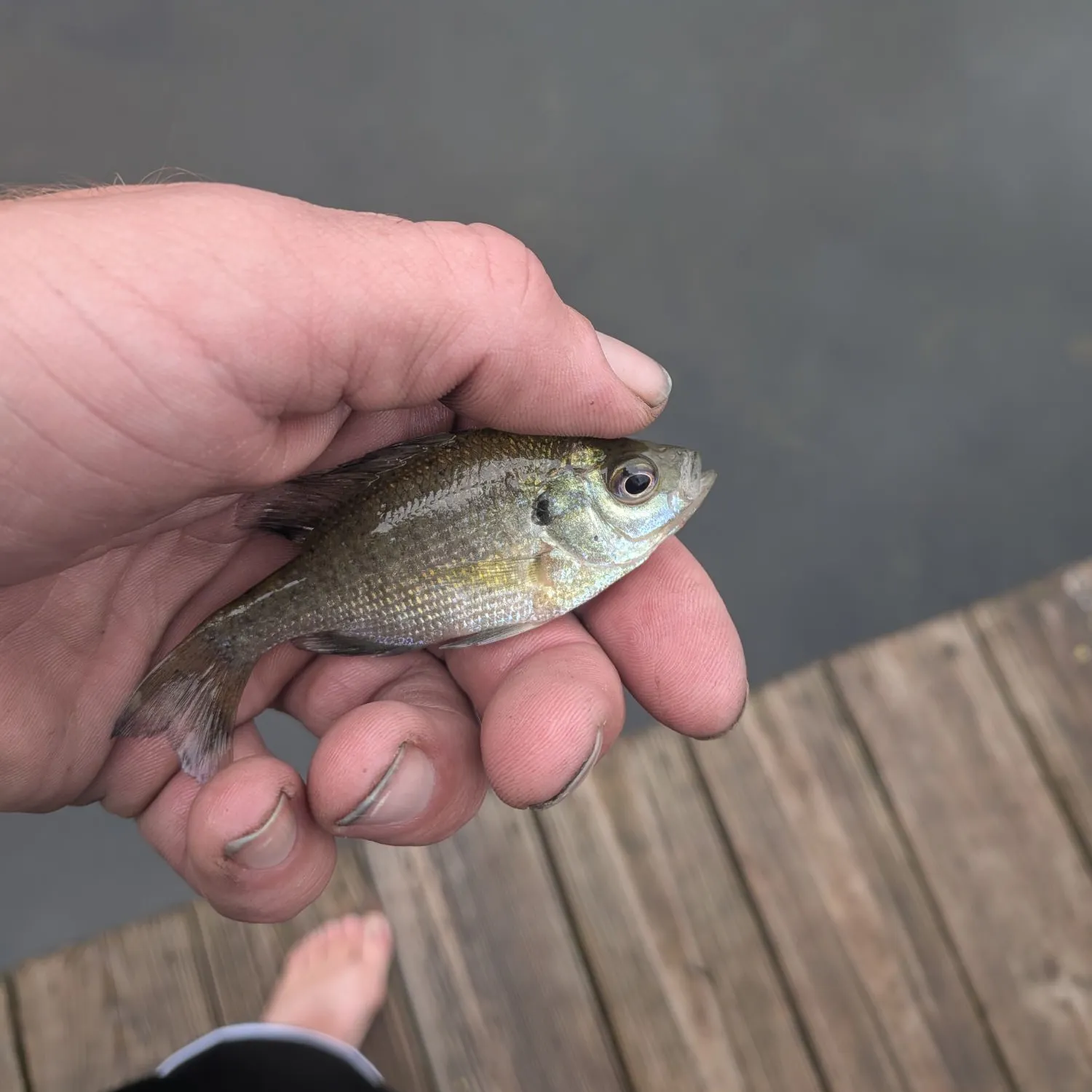 Bluegill caught on Fishbrain