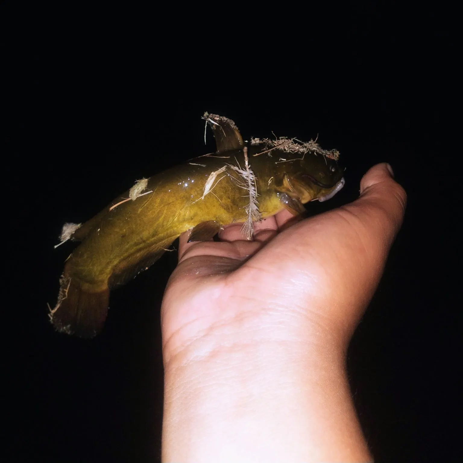 Channel catfish caught on Fishbrain
