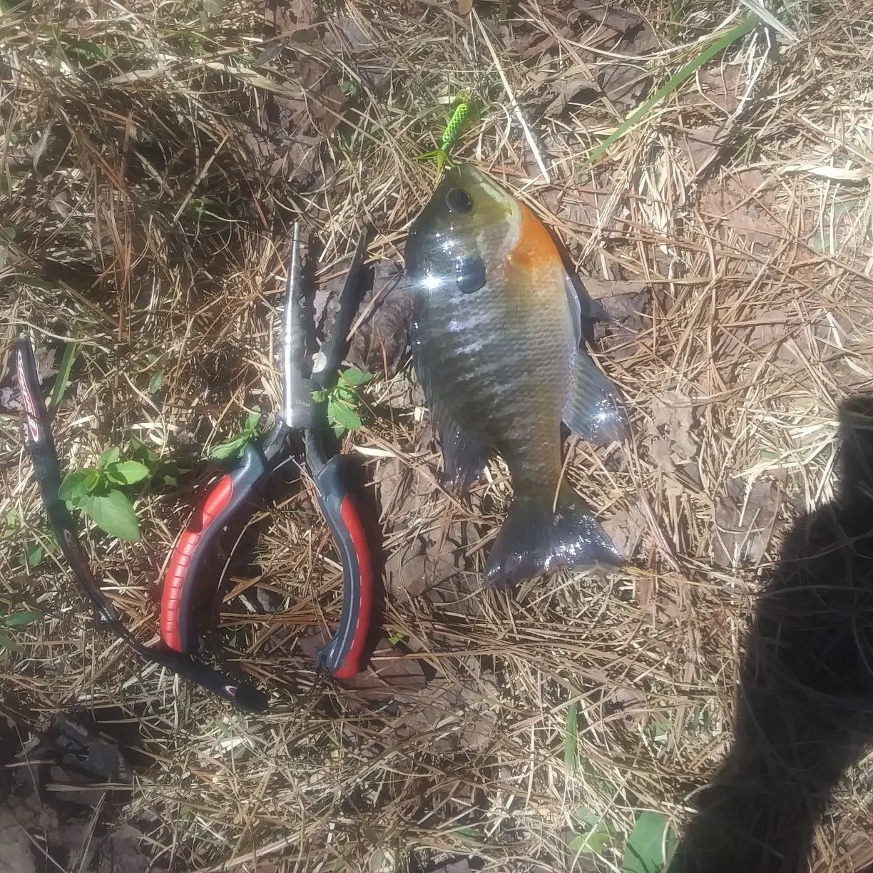 The most recent Bluegill catches on Fishbrain