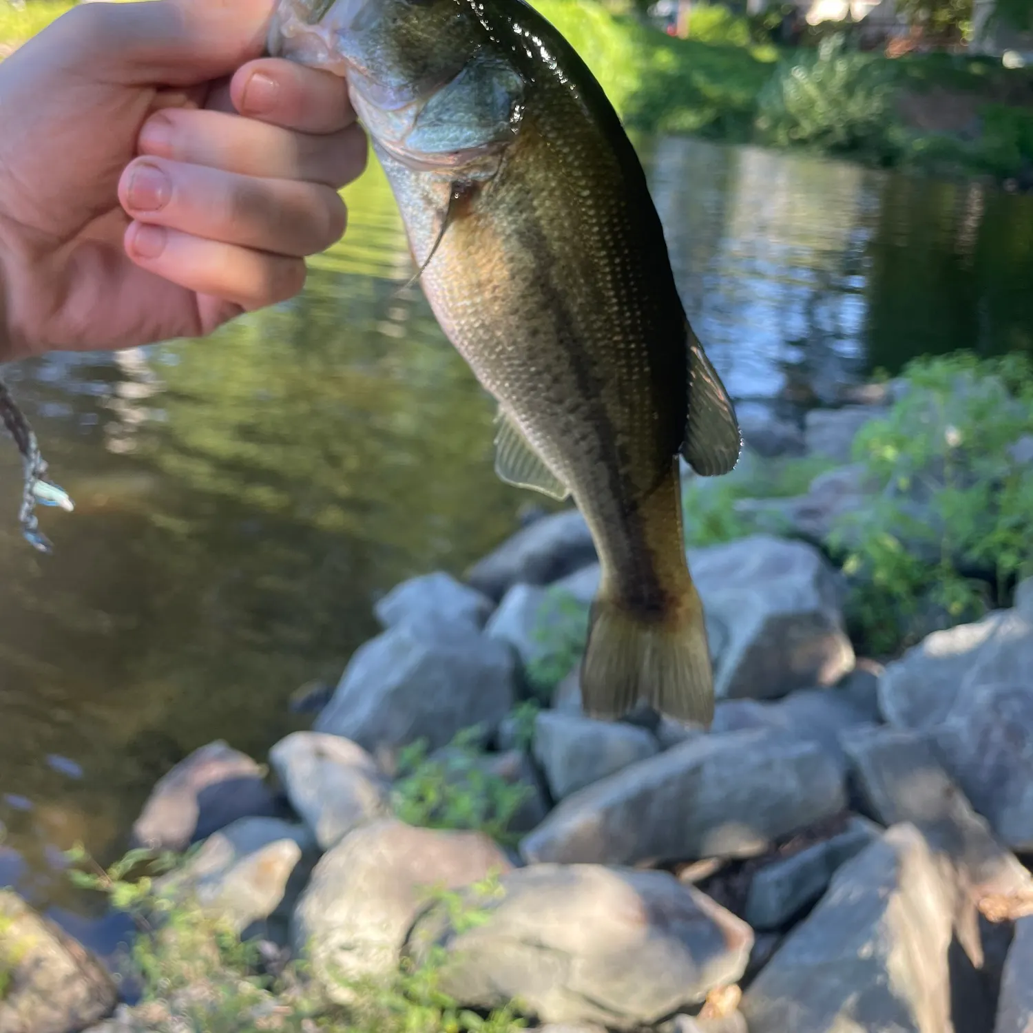 Largemouth bass caught on Fishbrain