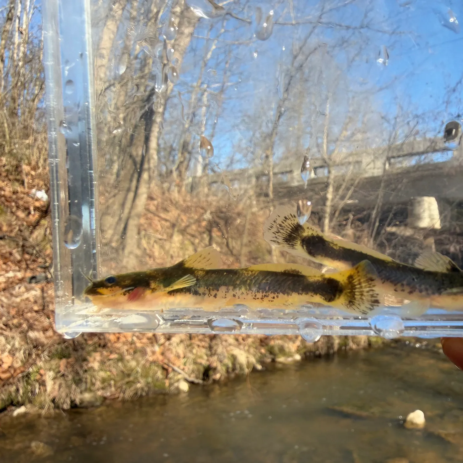 The most recent Least madtom catches on Fishbrain