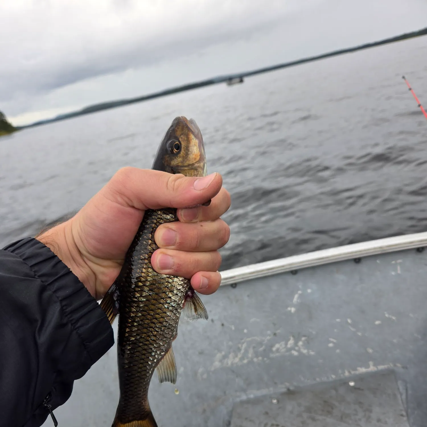 Shorthead redhorse caught on Fishbrain