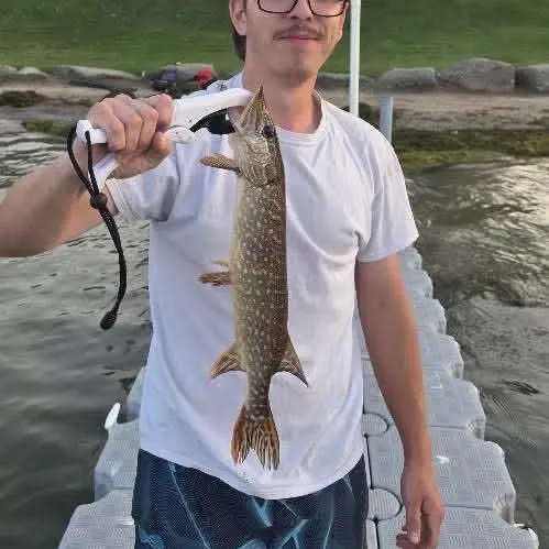 Northern pike caught on Fishbrain