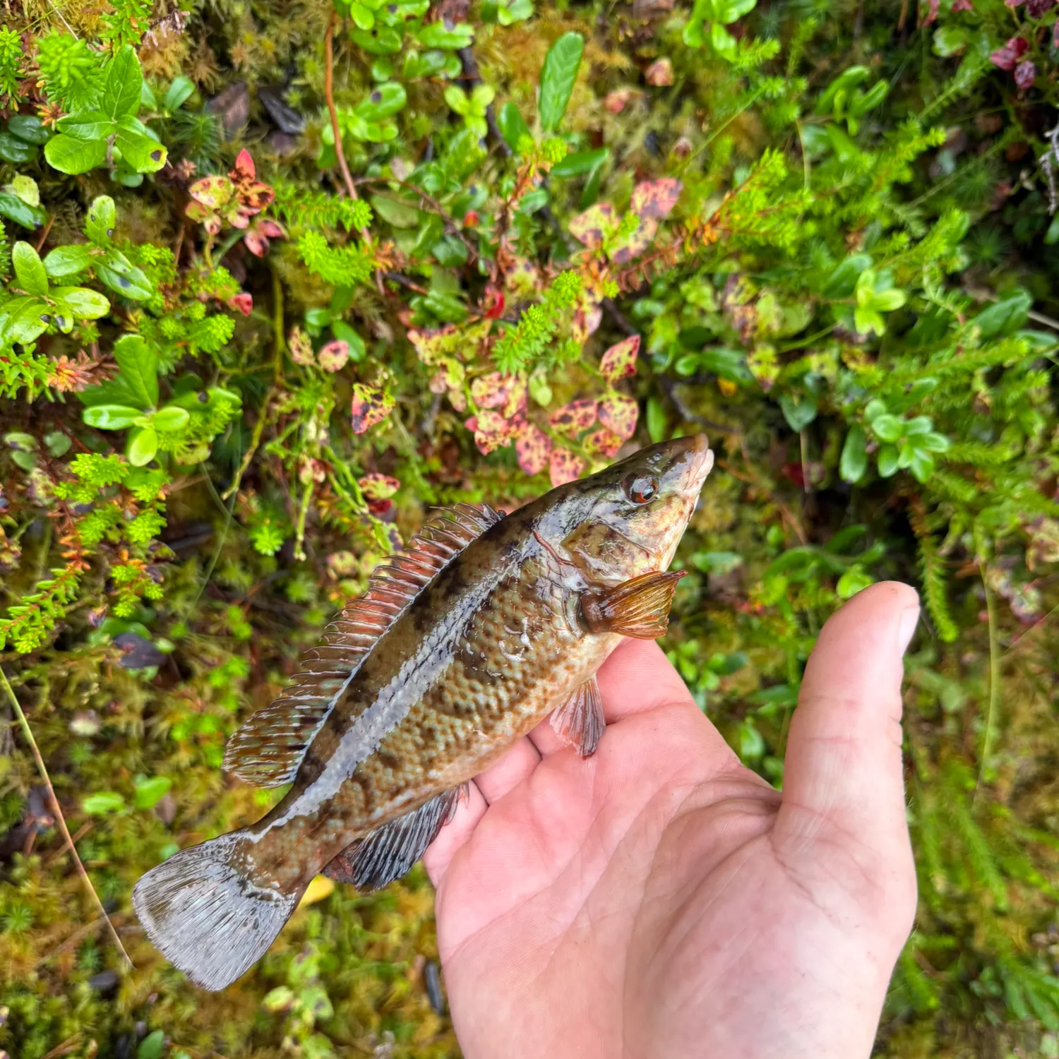 Cuckoo wrasse caught on Fishbrain