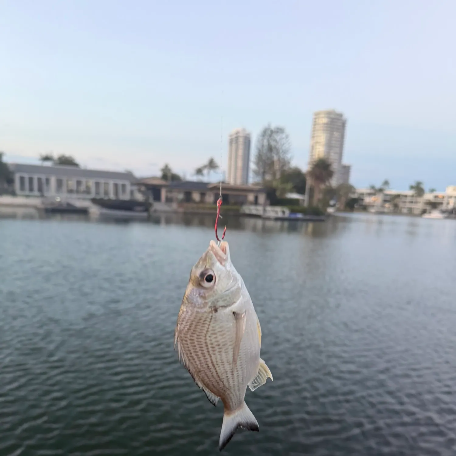 Surf bream caught on Fishbrain