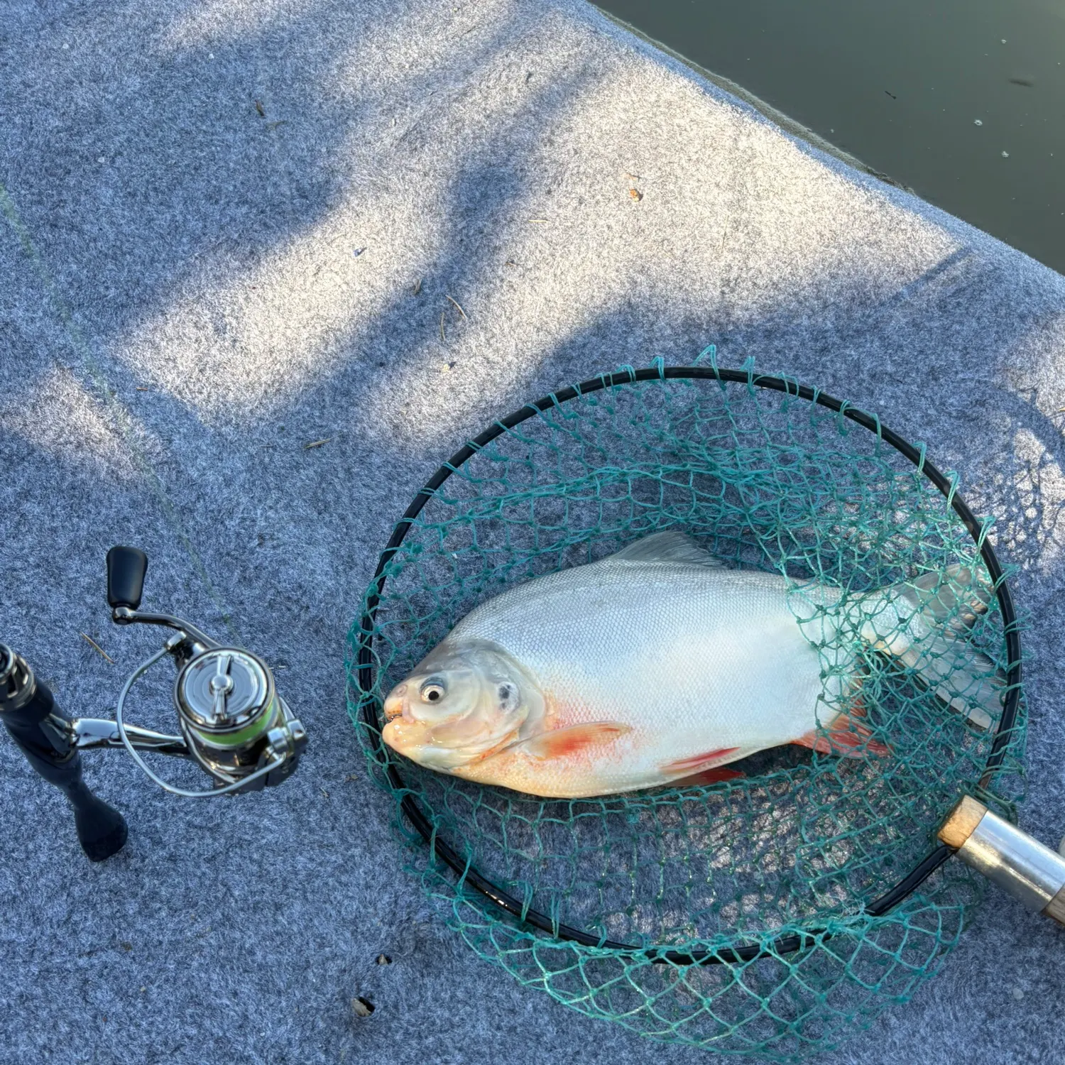 Chinese silver pomfret caught on Fishbrain