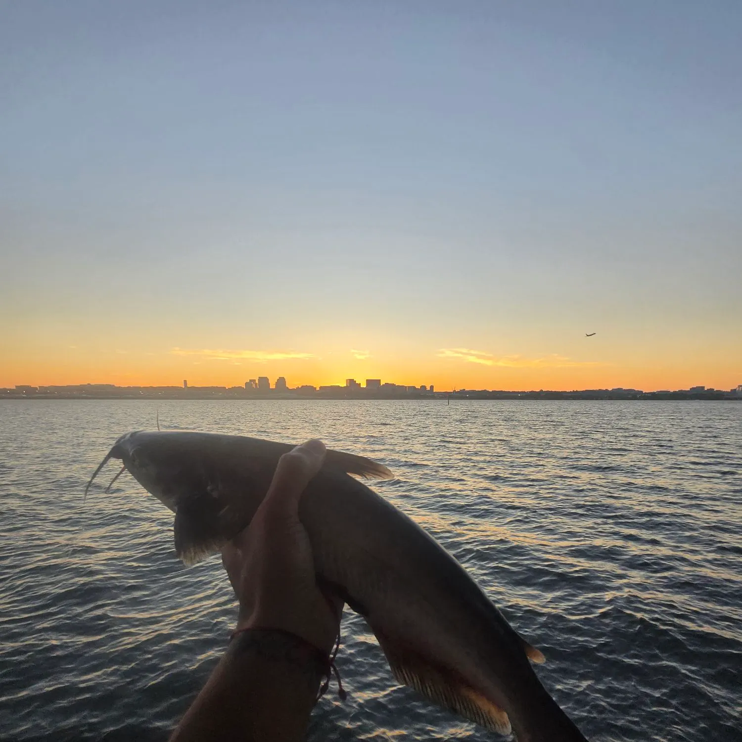 Channel catfish caught on Fishbrain