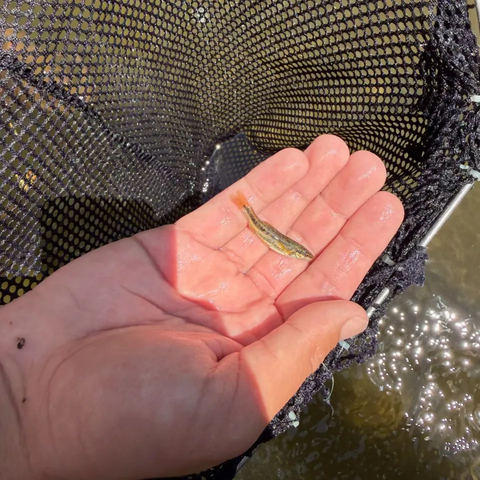 The most recent Speckled dace catches on Fishbrain
