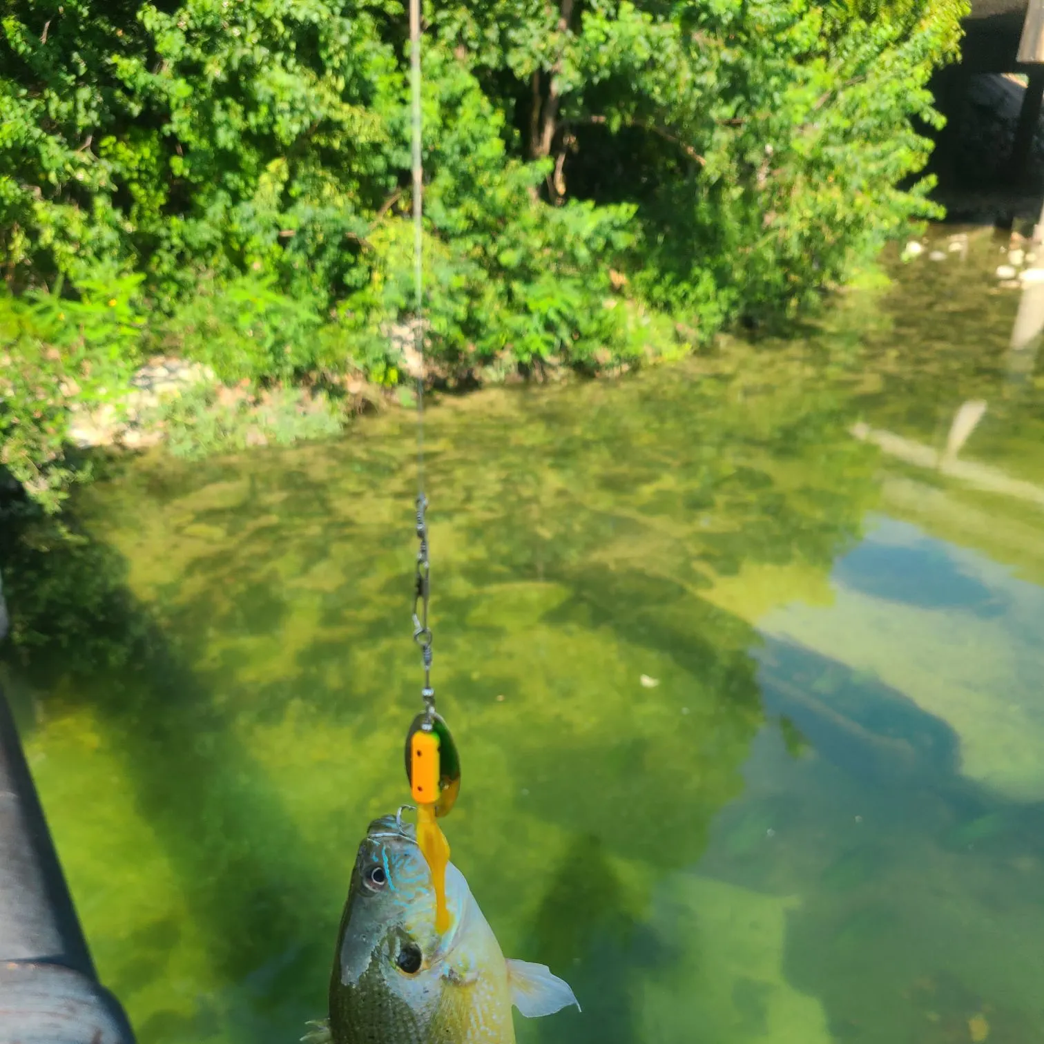 Bluegill caught on Fishbrain
