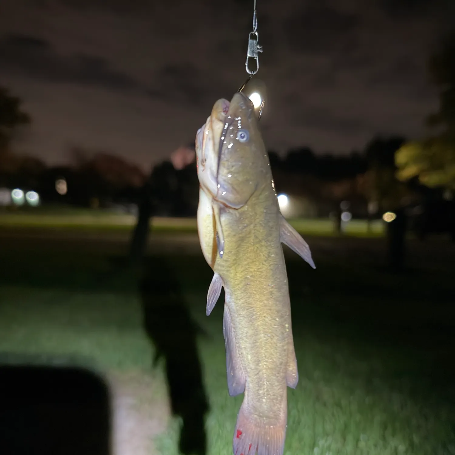 Yellow bullhead caught on Fishbrain