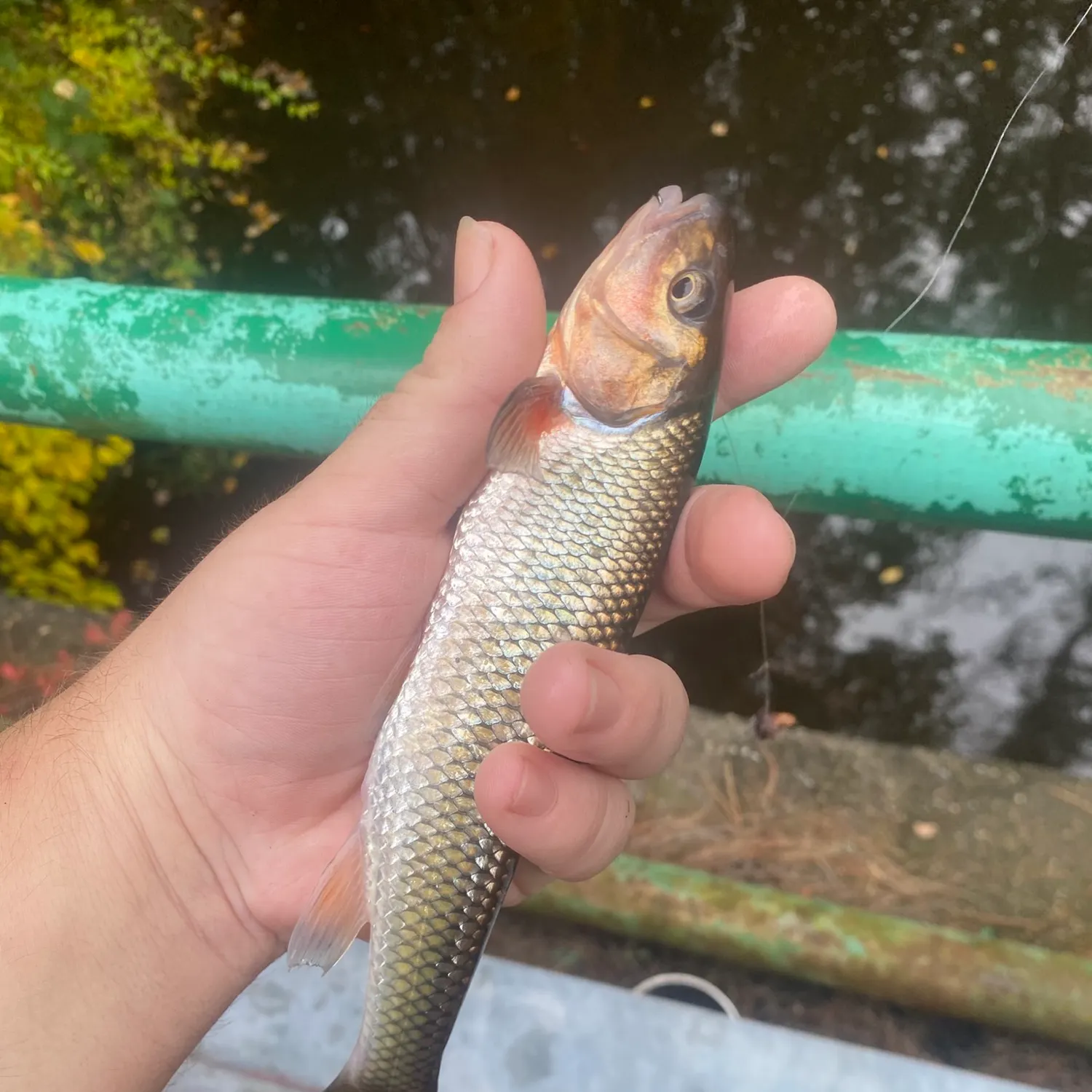 Fallfish caught on Fishbrain