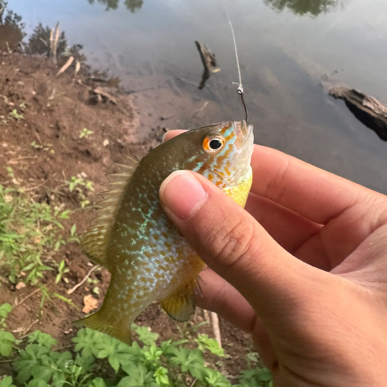 The most recent Longear sunfish catches on Fishbrain
